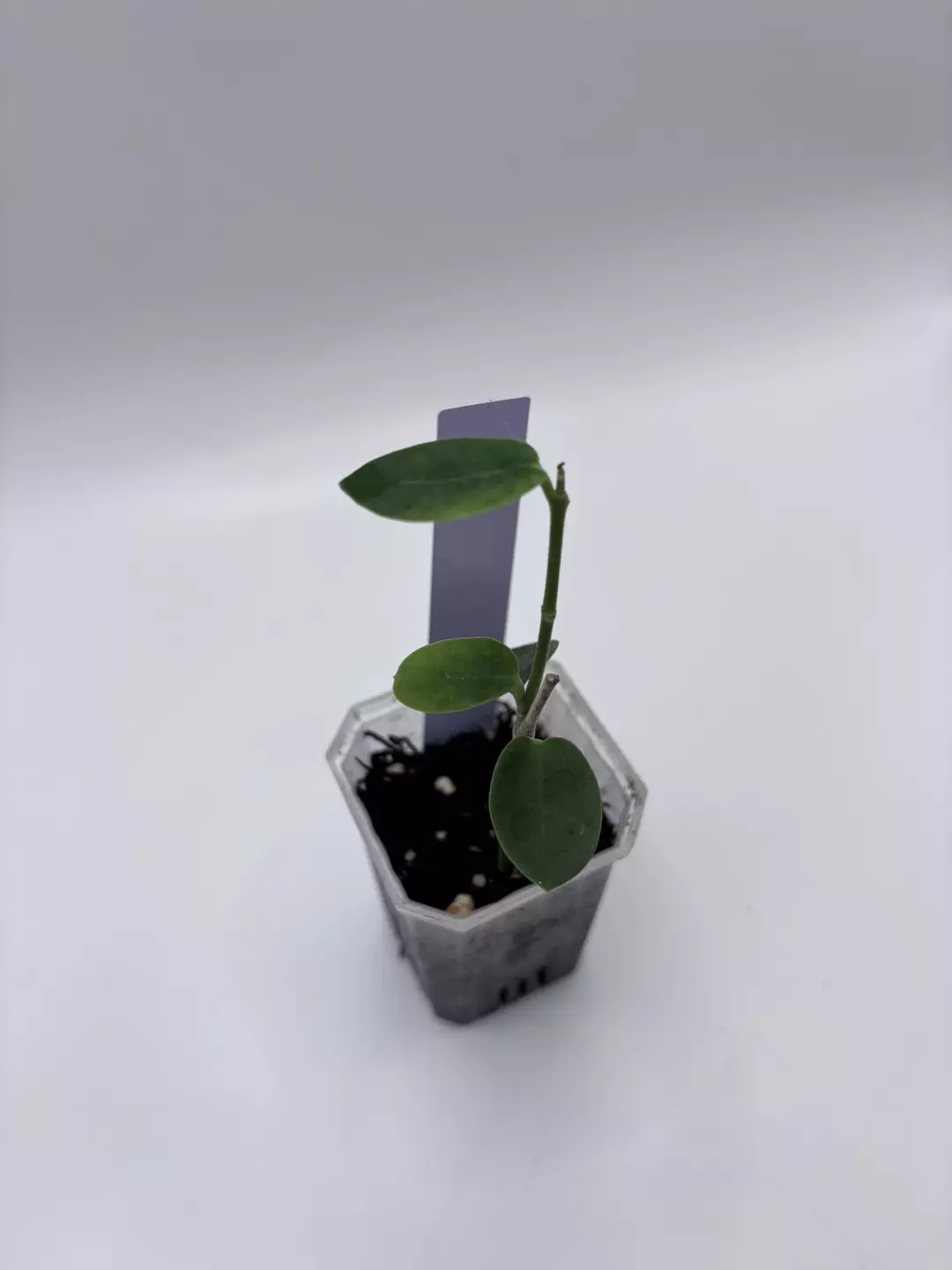 117 - Cumingiana thumbnail