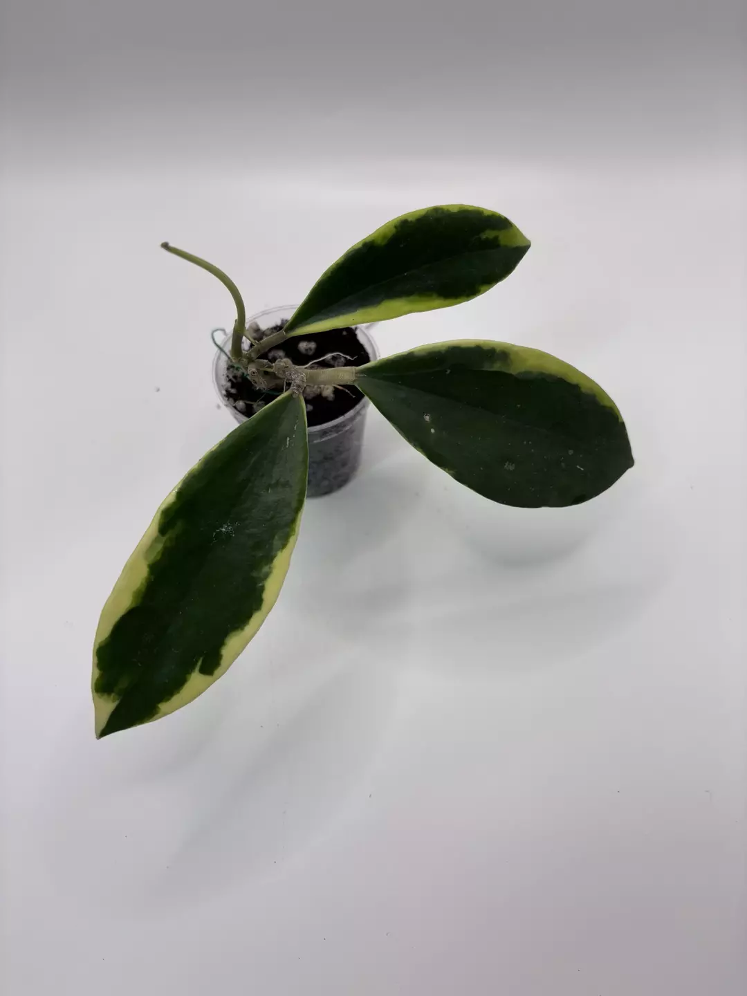 024 - Verticilata Albo Quang Ngai thumbnail
