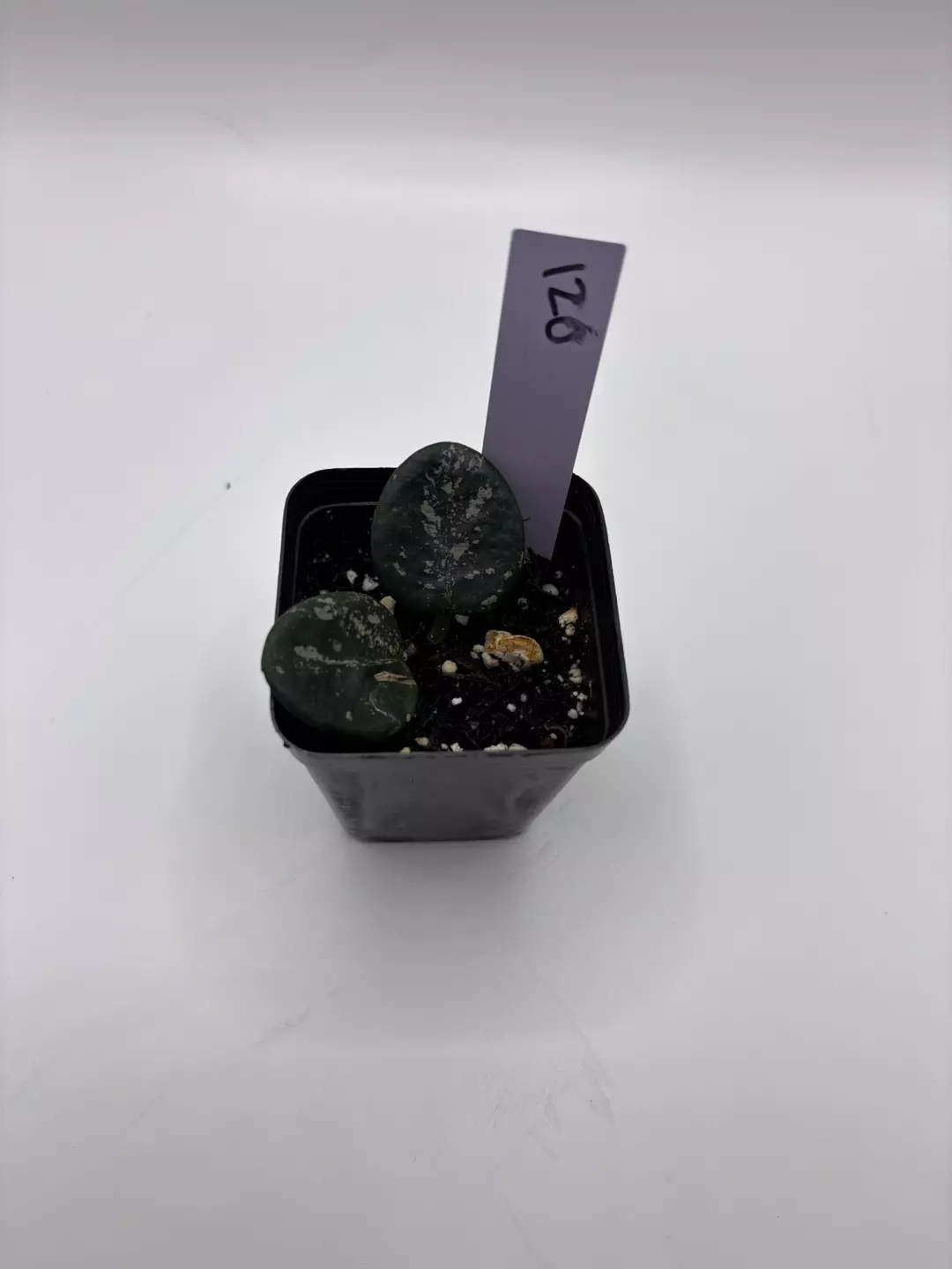 120 - Mathilde Splash (Smol 🙊) thumbnail