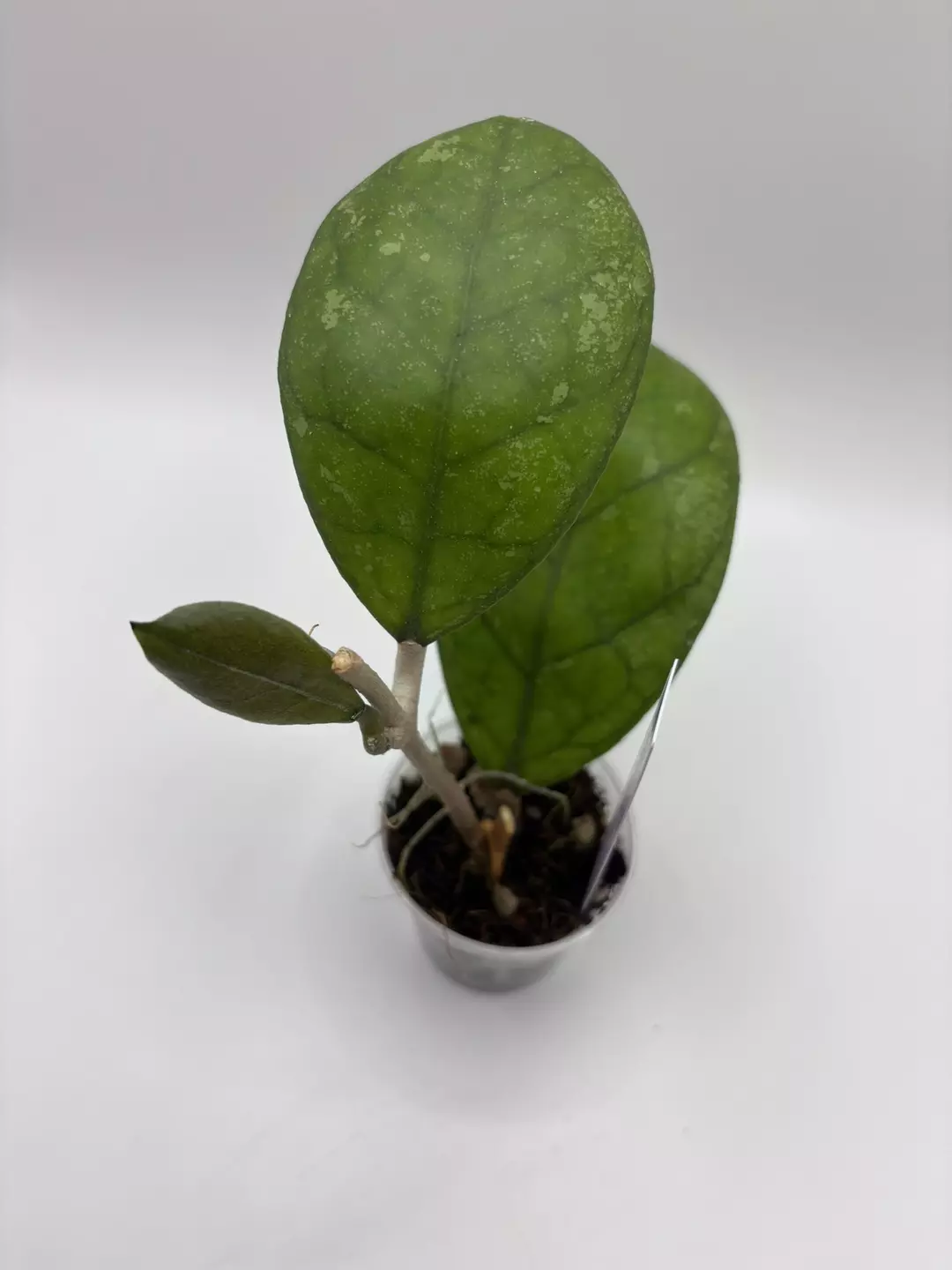 131 Larisa  thumbnail