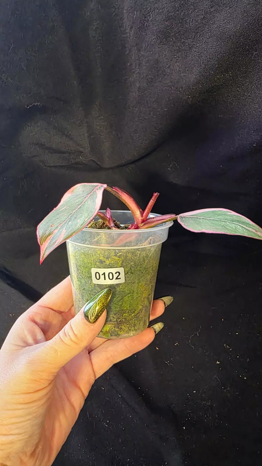 GEA DEAL! 0102 philodendron pink princess mutation thumbnail