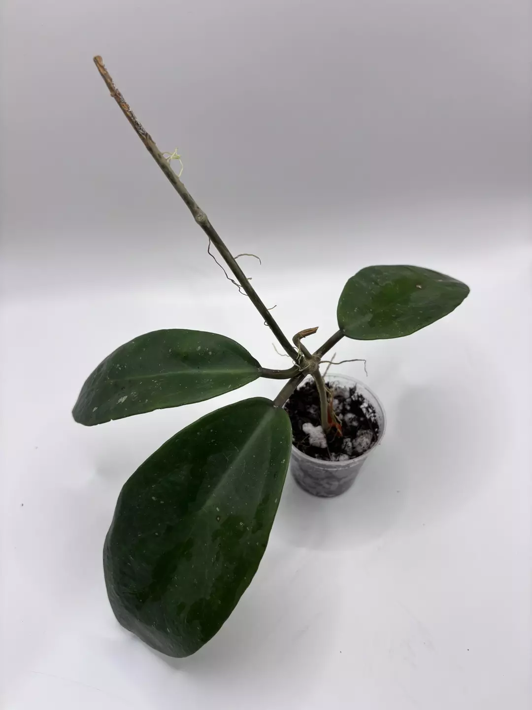 026 - NOID but she cute  thumbnail