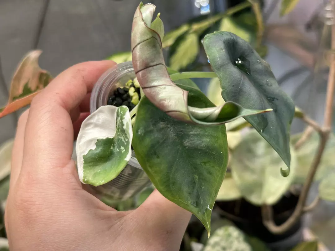 reverted Nebula Albo thumbnail