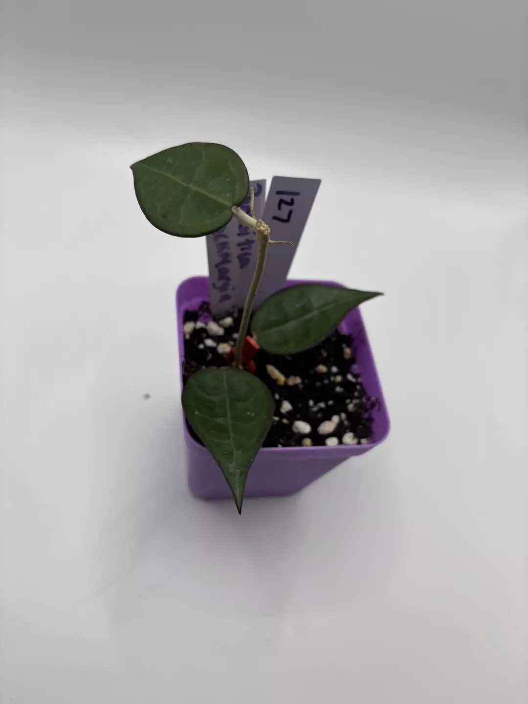 127 - Parasitica Black Margin Splash thumbnail