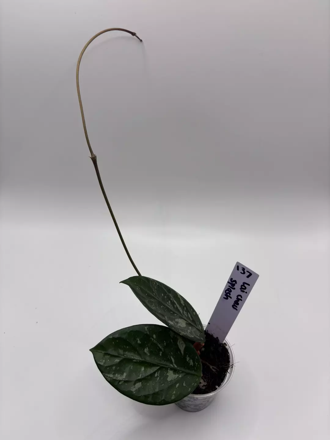 137 - Lai Chau Splash thumbnail