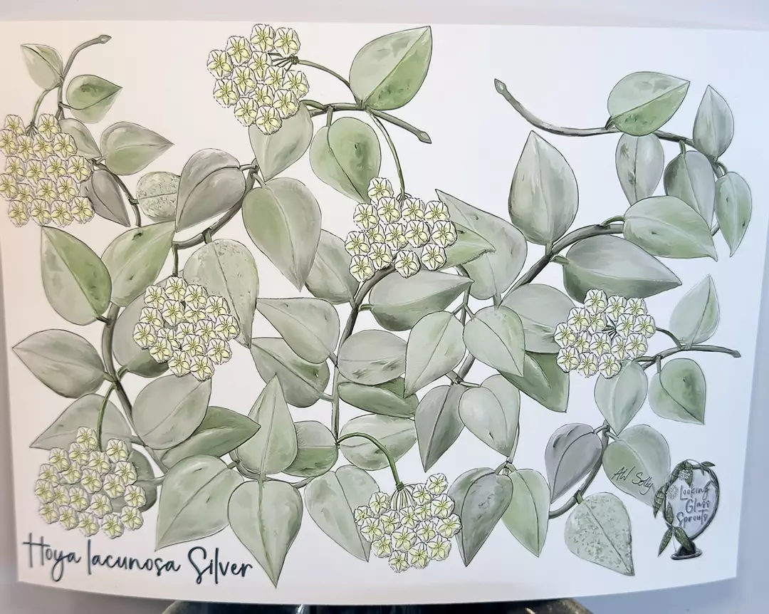 NEW! Hoya lacunosa Silver 8x10" Giclee Print thumbnail