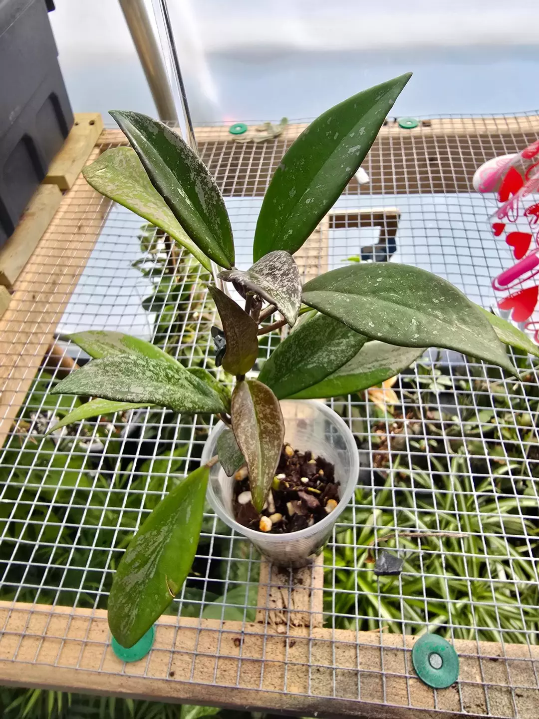 Hoya pubicalyx splash thumbnail