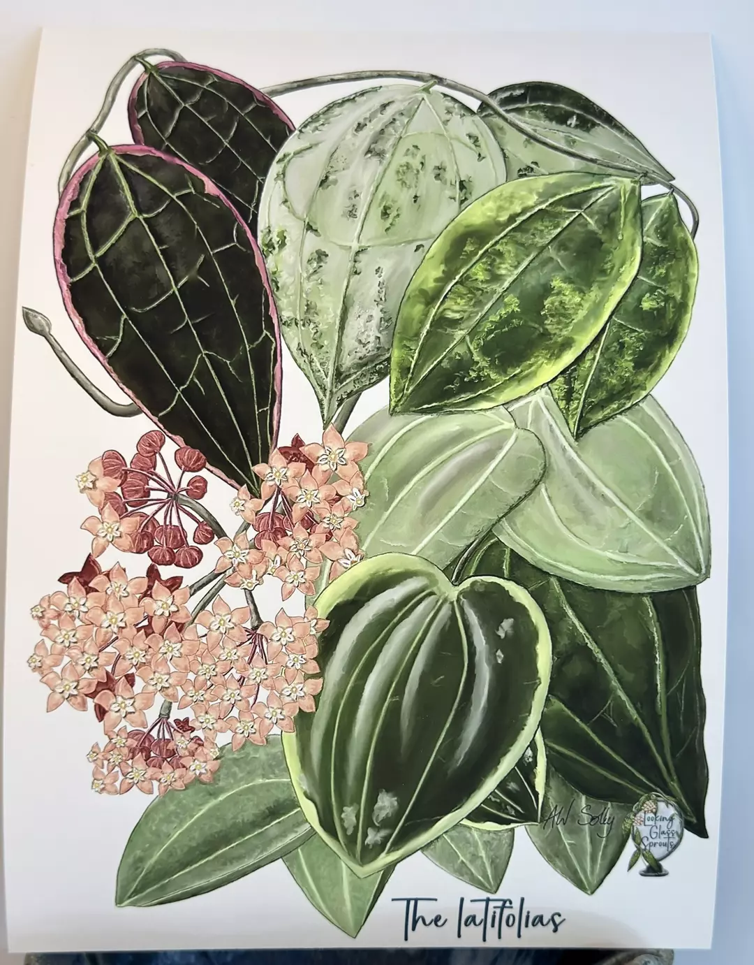 NEW! Hoya latifolias - 8x10" Giclee Print thumbnail