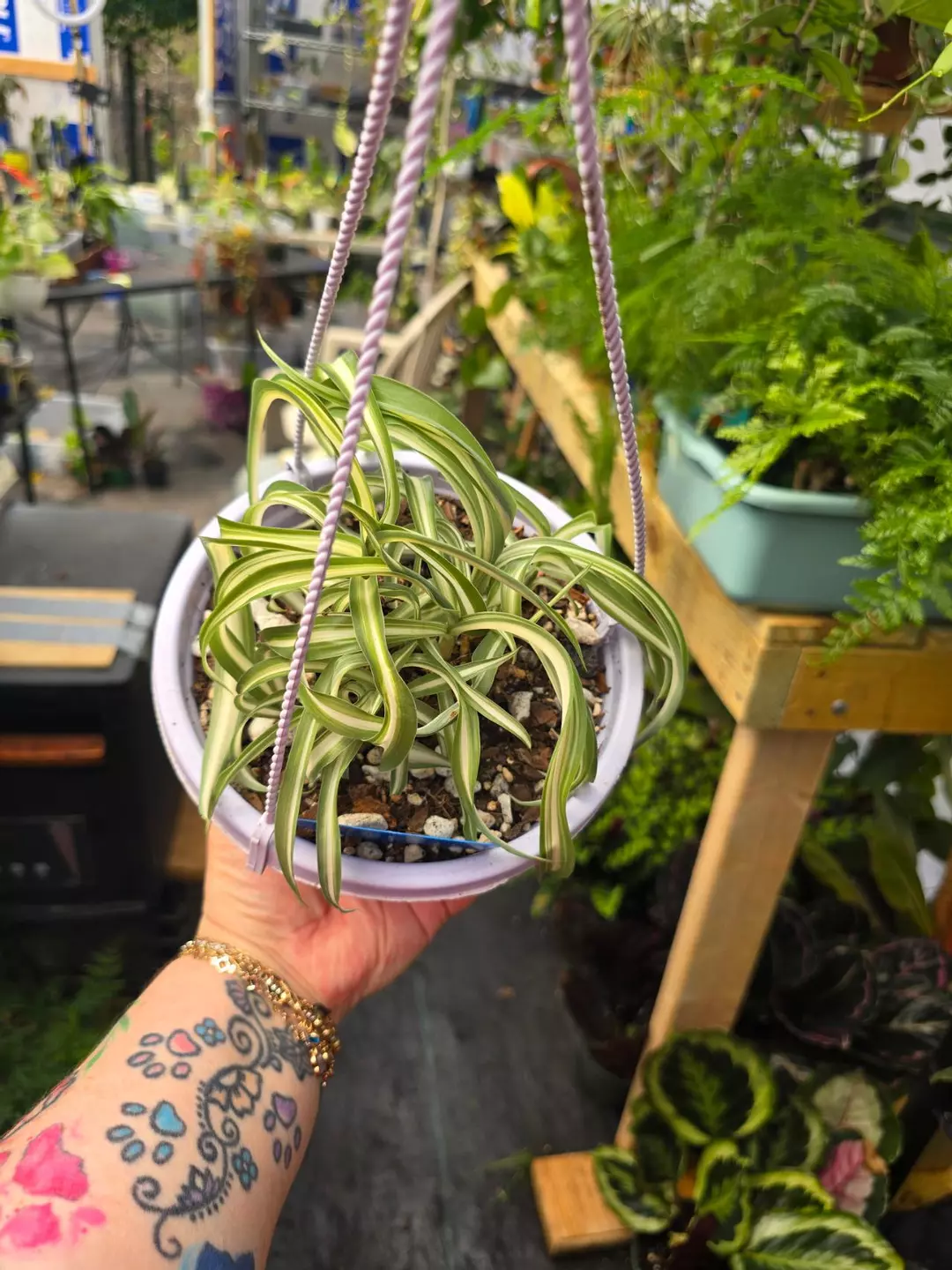 Spider plant- sellers choice thumbnail