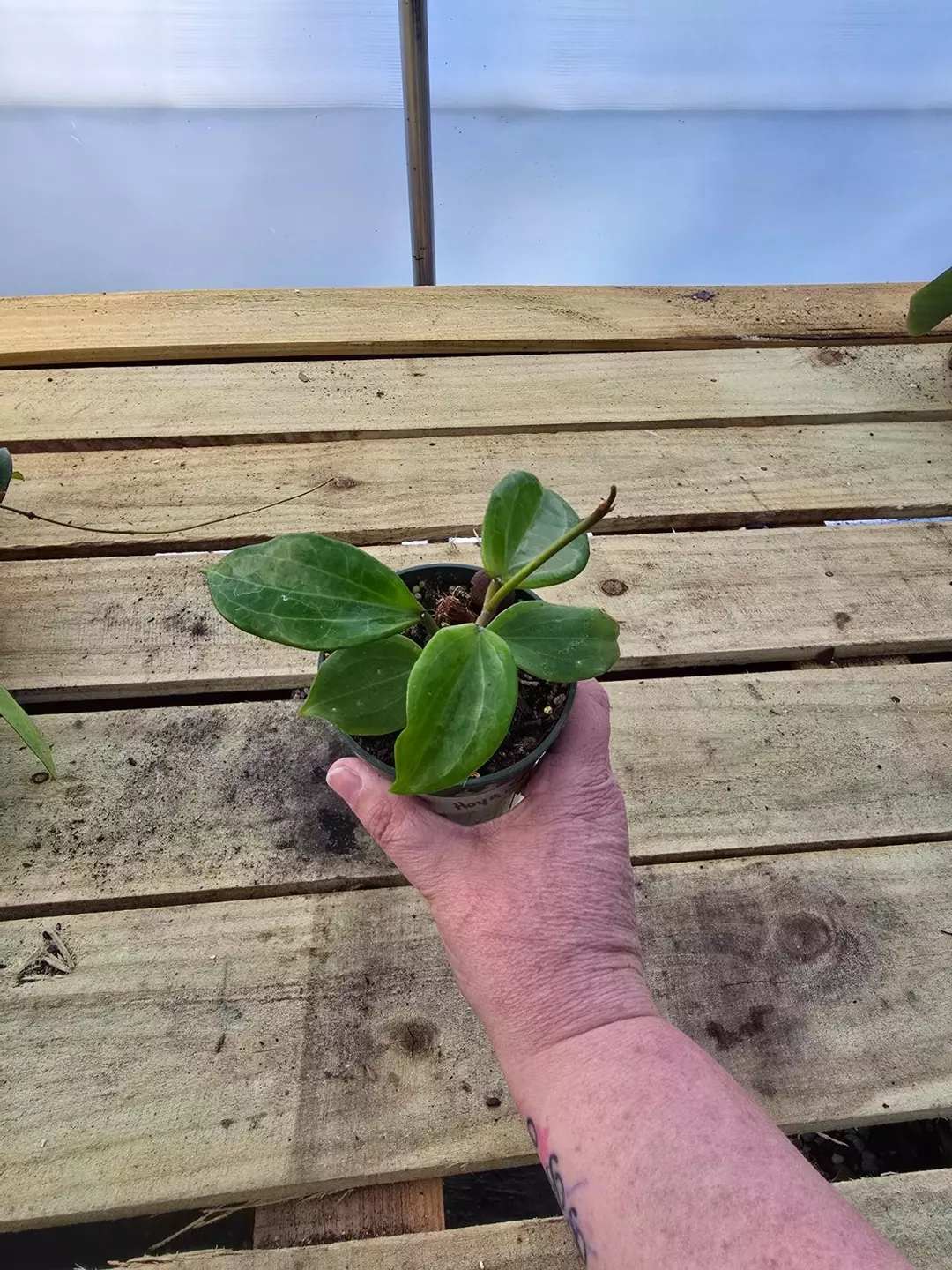 Hoya sarowak thumbnail