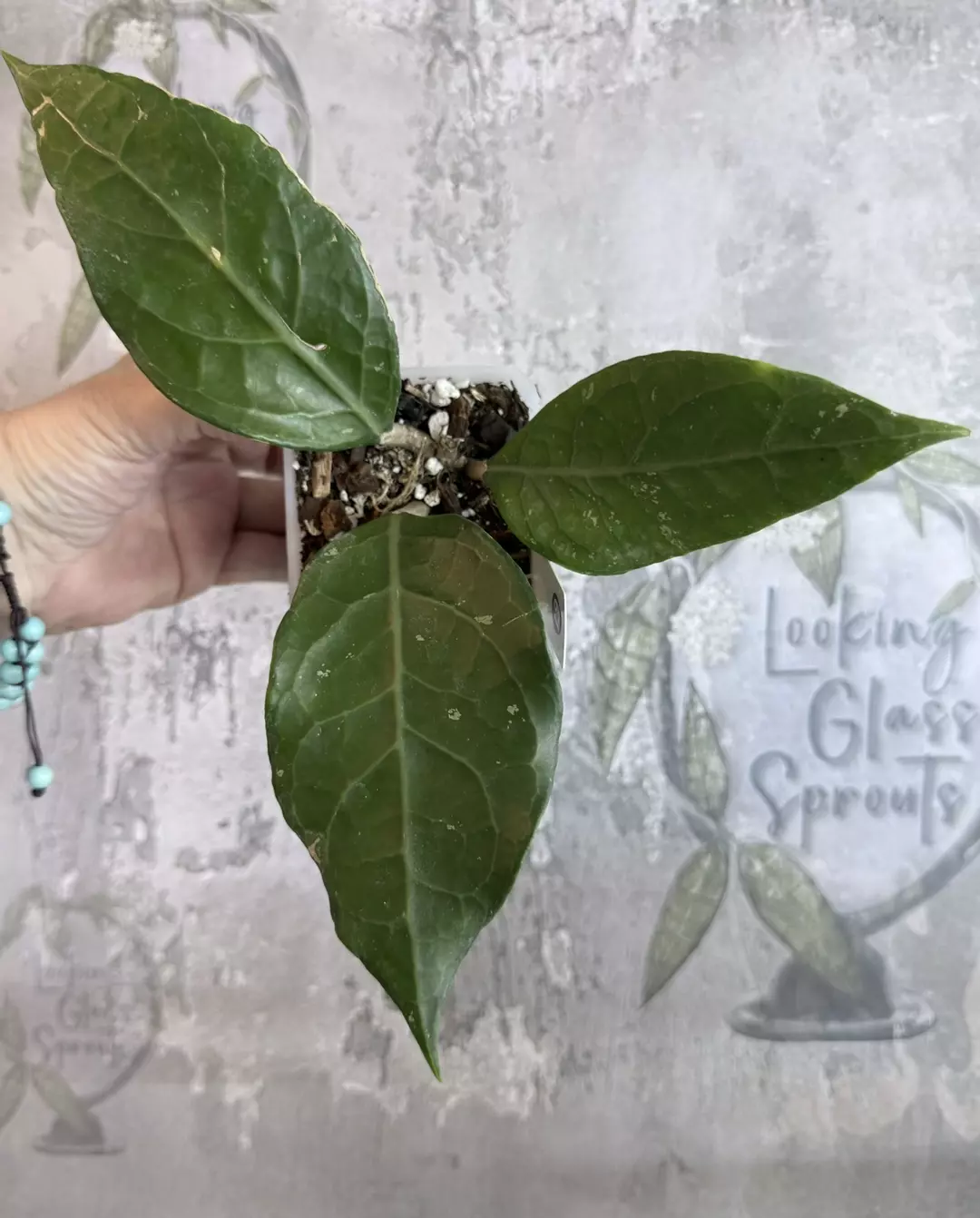 67 Hoya sp Sumatra 'Fishbone' thumbnail