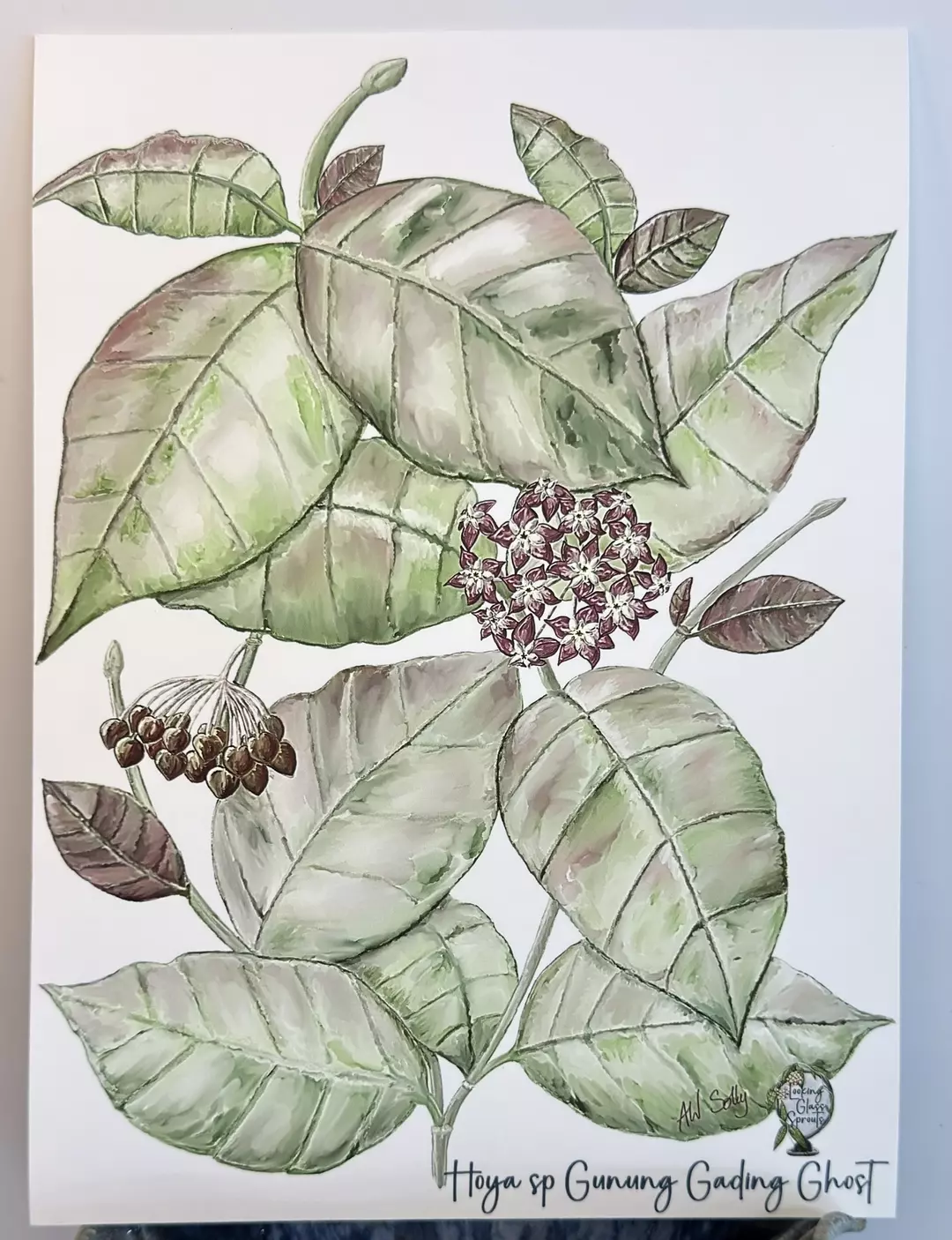 NEW - Hoya sp Gunung Gading Ghost 8x10" Giclee Print thumbnail
