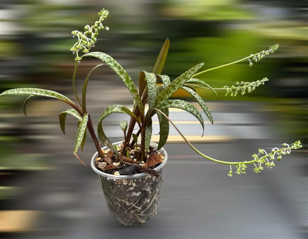 Silver squill- sellers choice thumbnail