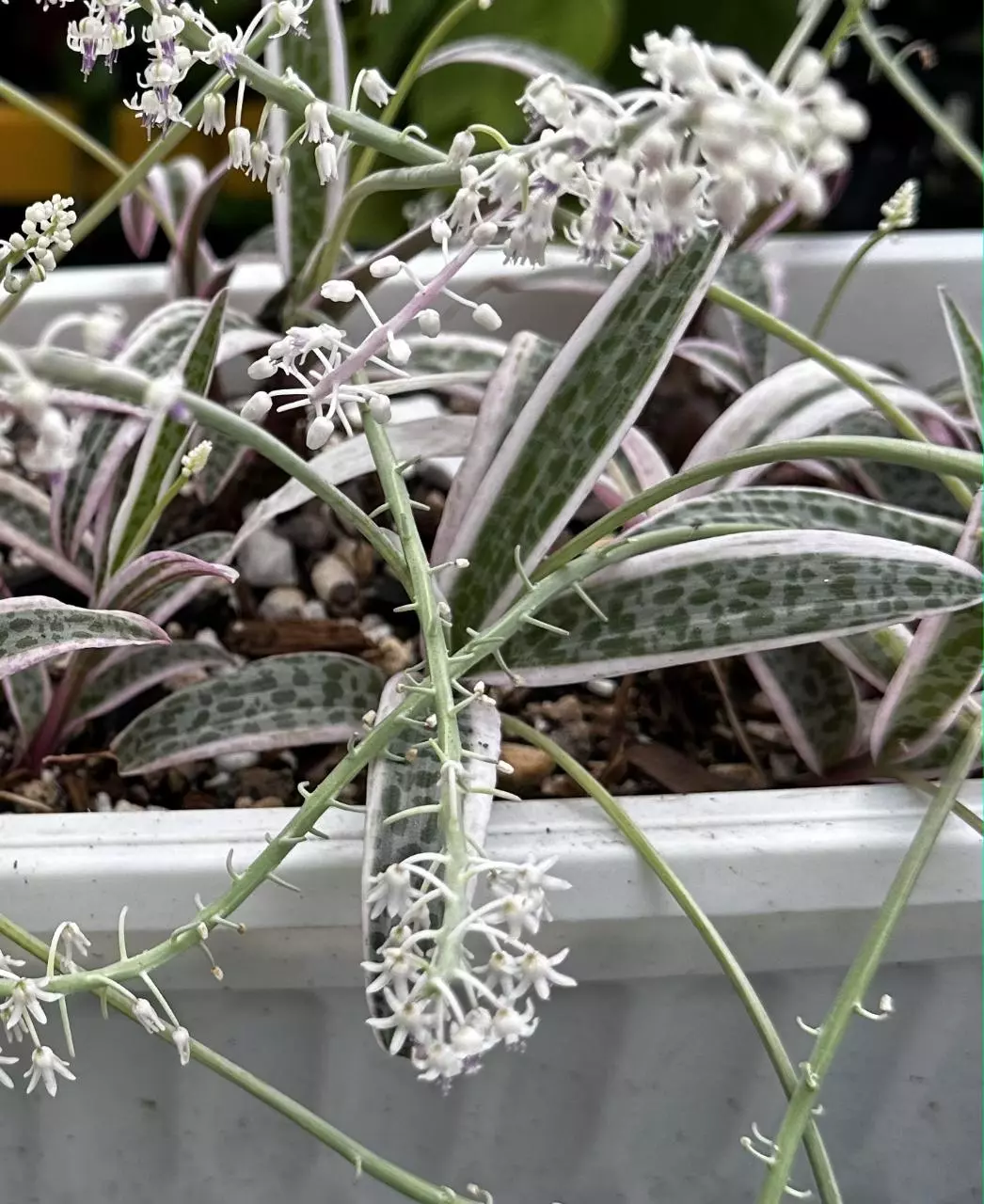 Var. Silver Squill- sellers choice thumbnail