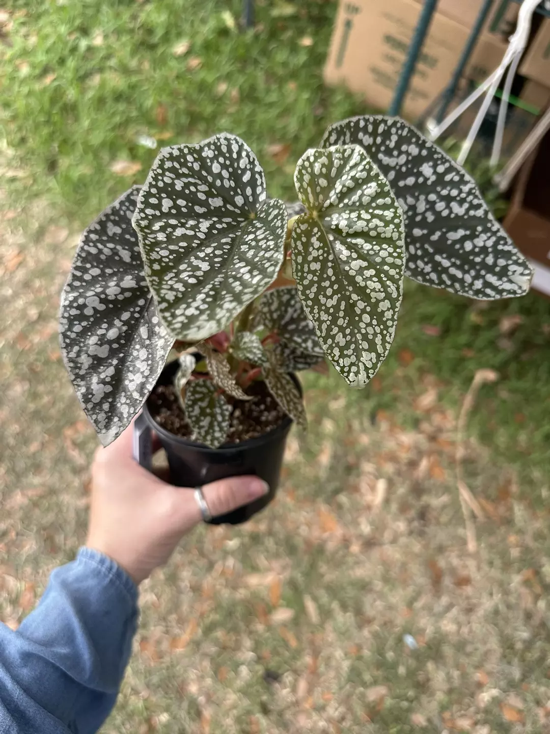 Begonia white ice 4” pot sellers choice thumbnail