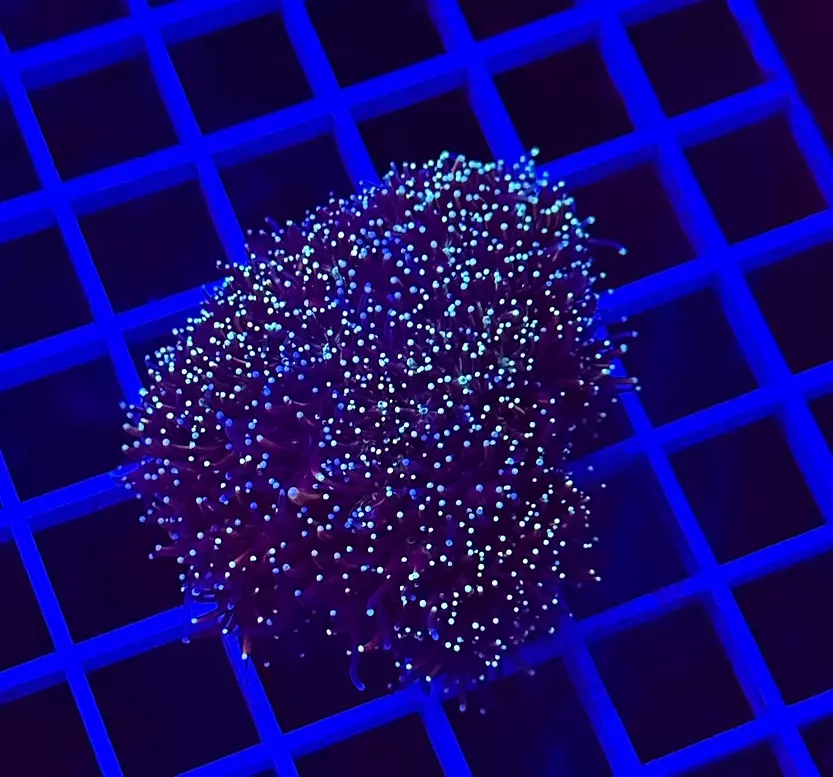 NON WYSIWYG Gold Galaxy Coral thumbnail