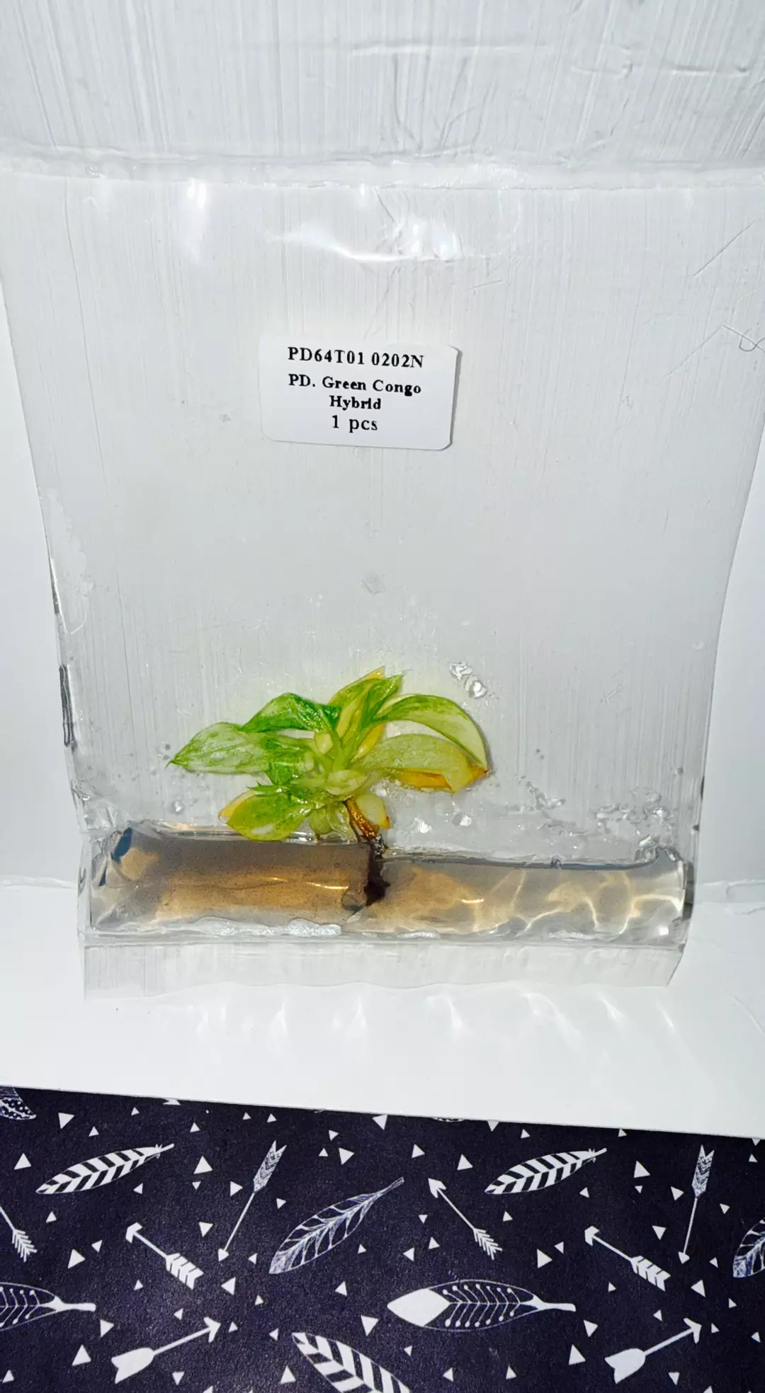 Philodendron green Congo hybrid thumbnail