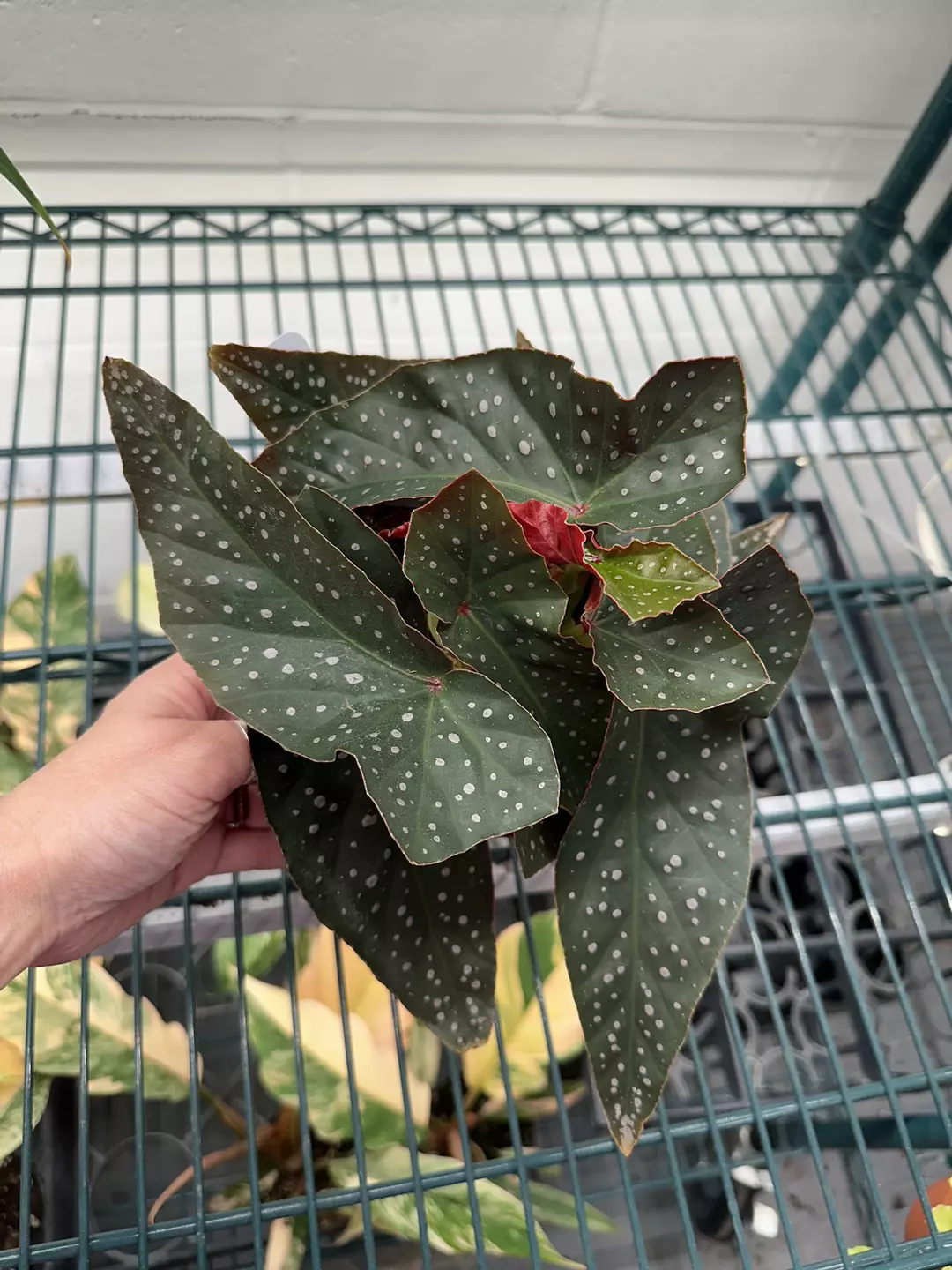 Angel Wing Begonia Harmony’s keeper 6” pot sellers choice thumbnail