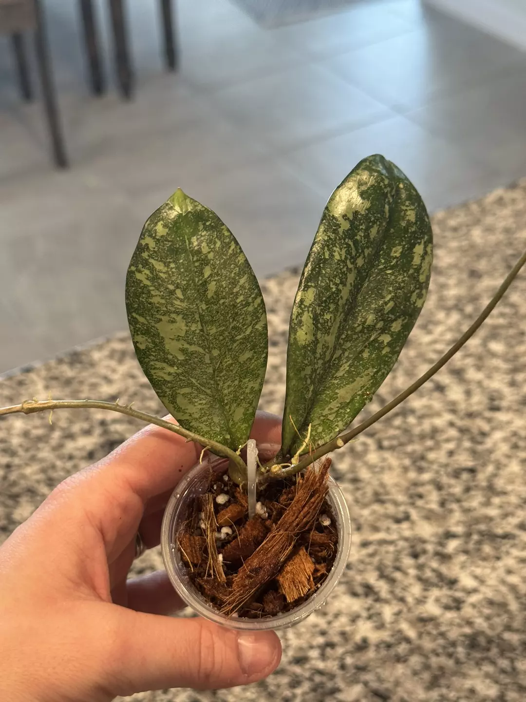 Hoya Crassipetiolata x Michele Clone 2 (A) thumbnail