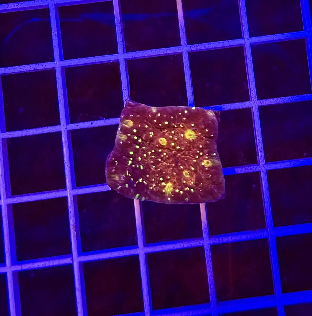 NON WYSIWYG JF Goldmeister Chalice thumbnail