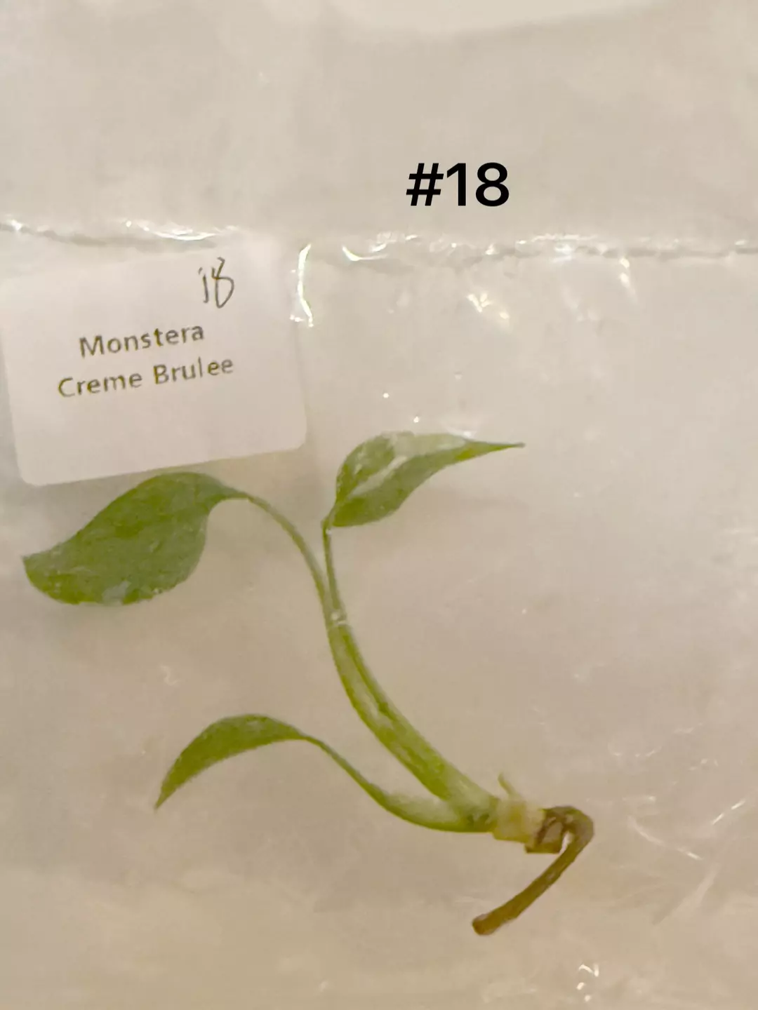 Monstera Cream Brulee TC #18 thumbnail