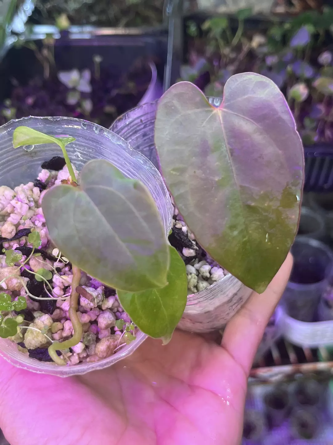 Anthurium bundle division: Dressleri x AOS and Stripey x AOS thumbnail