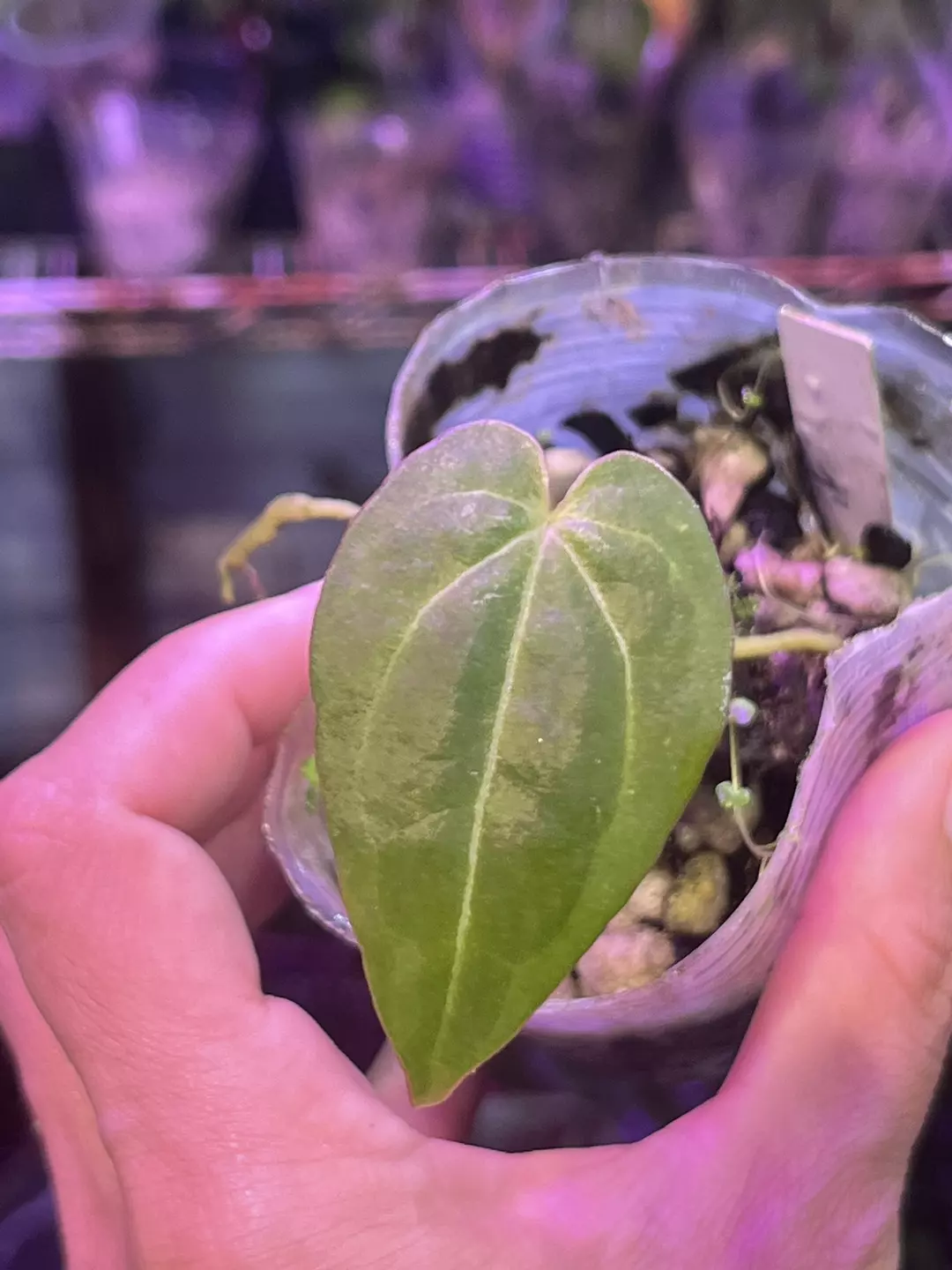 Anthurium Black Widow x Michelle division thumbnail