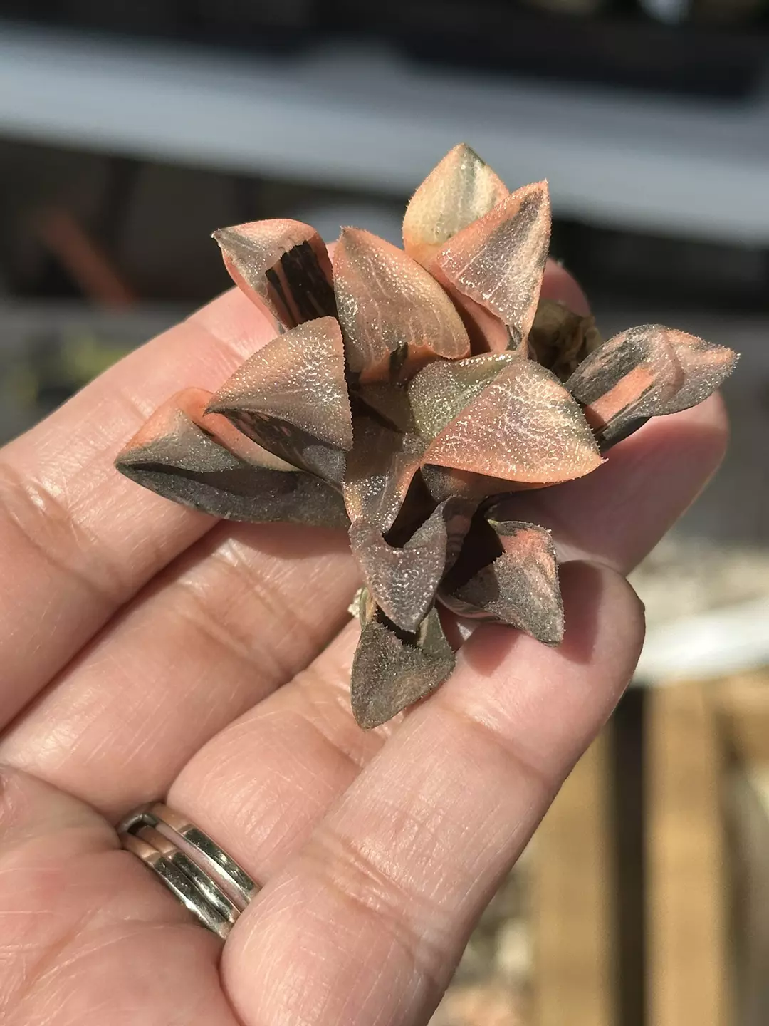 Variegated Correcta 4 GC thumbnail