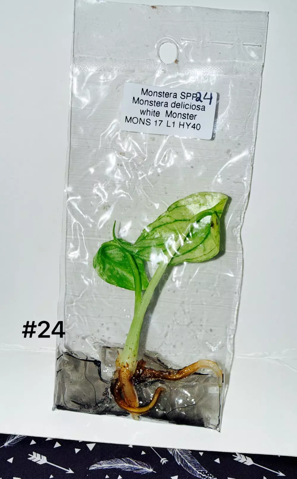 Monstera White Monster TC #24 thumbnail