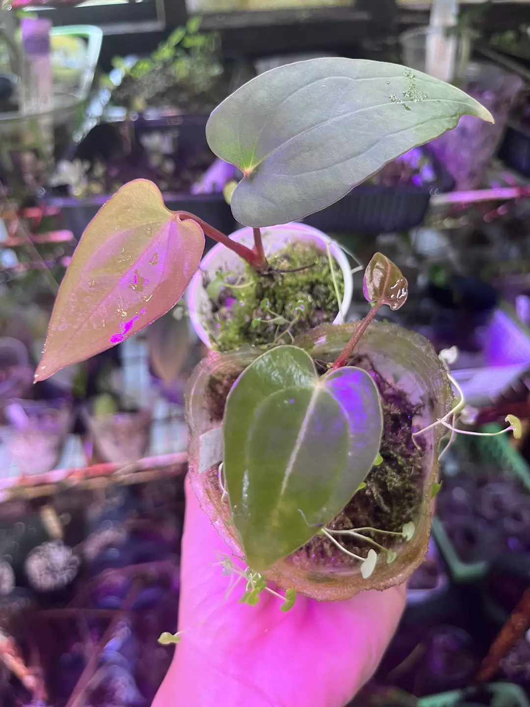 Anthurium bundle division: Pap x E Dressleri and SKG x (Besseae aff x AOS) thumbnail