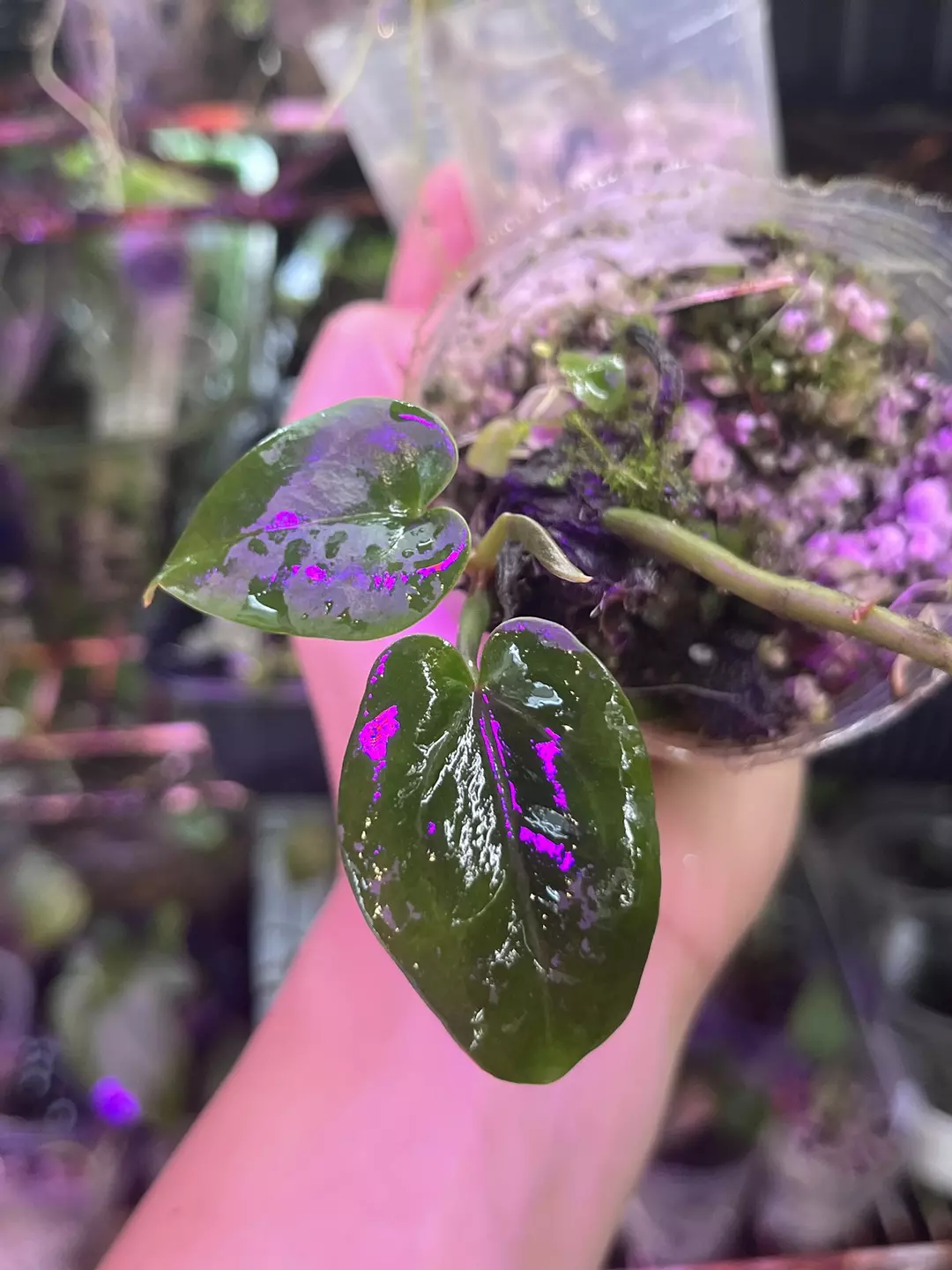 Bundle division: AOS x Dreamweaver and sp. Limon thumbnail