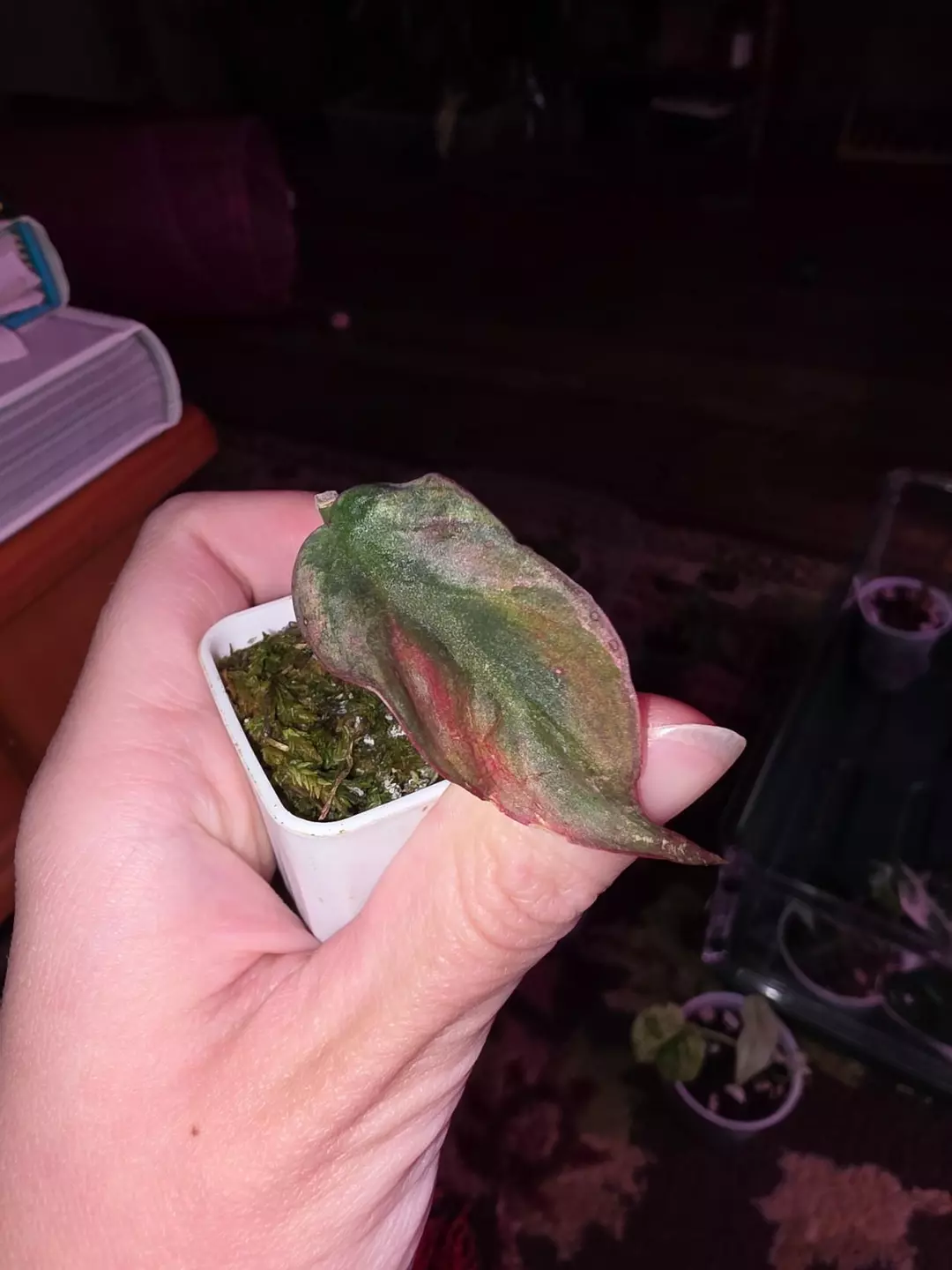 Mint Micans  thumbnail