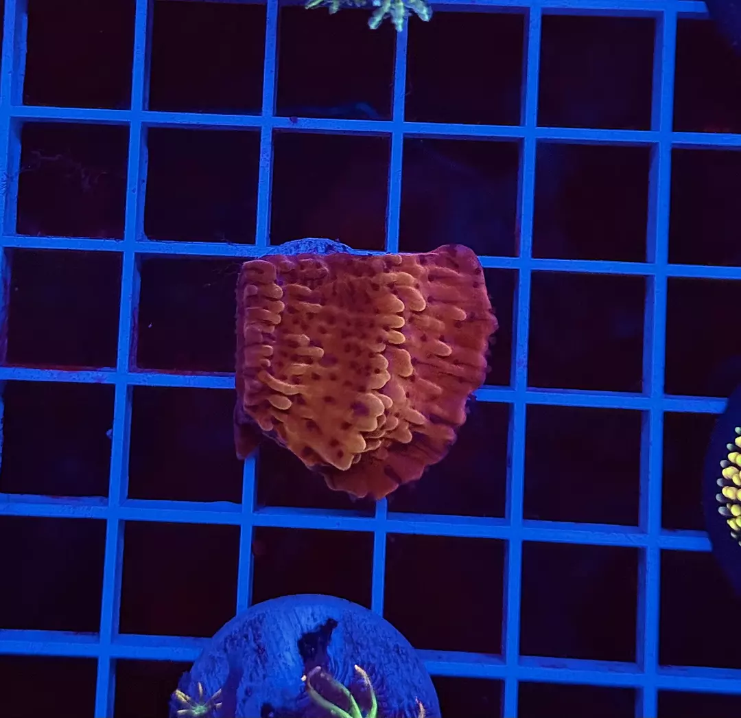 NON WYSIWYG Slowburn Monti thumbnail