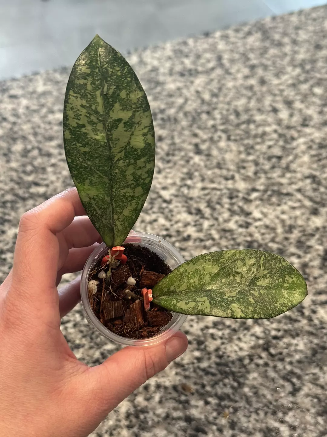 Hoya Crassipetiolata x Michele Clone 2 (B) thumbnail