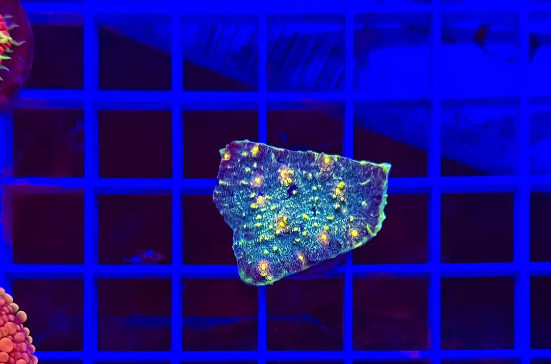 NON WYSIWYG Northern Lights Chalice thumbnail