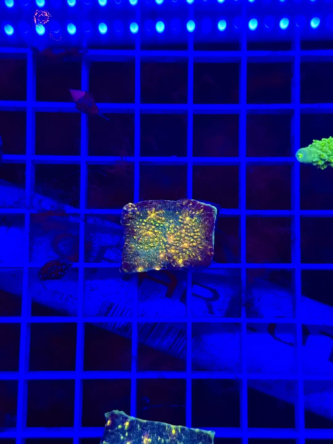 NON WYSIWYG Fabergé Rainbow Chalice thumbnail