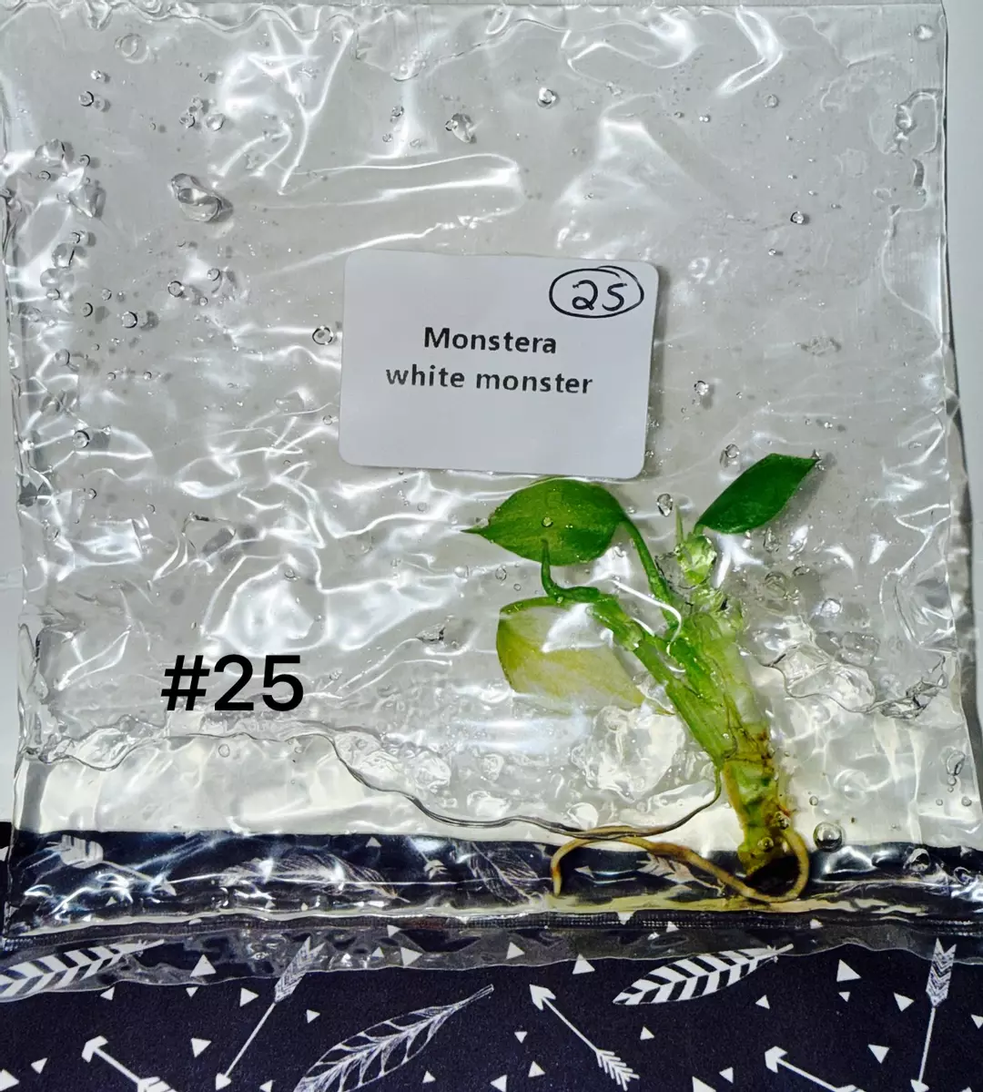 Monstera White Monster TC #25 thumbnail