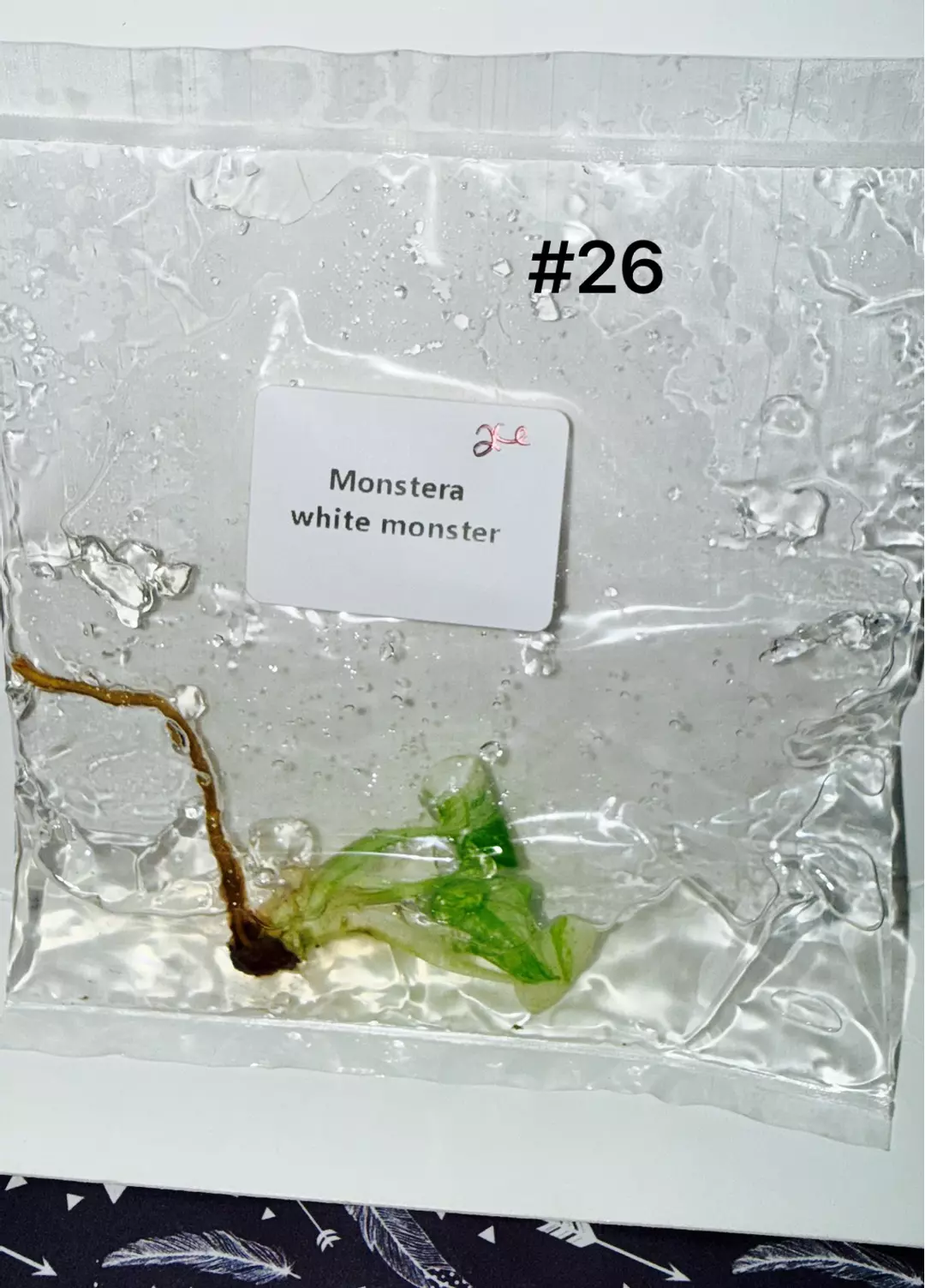Monstera White Monster TC #26 thumbnail