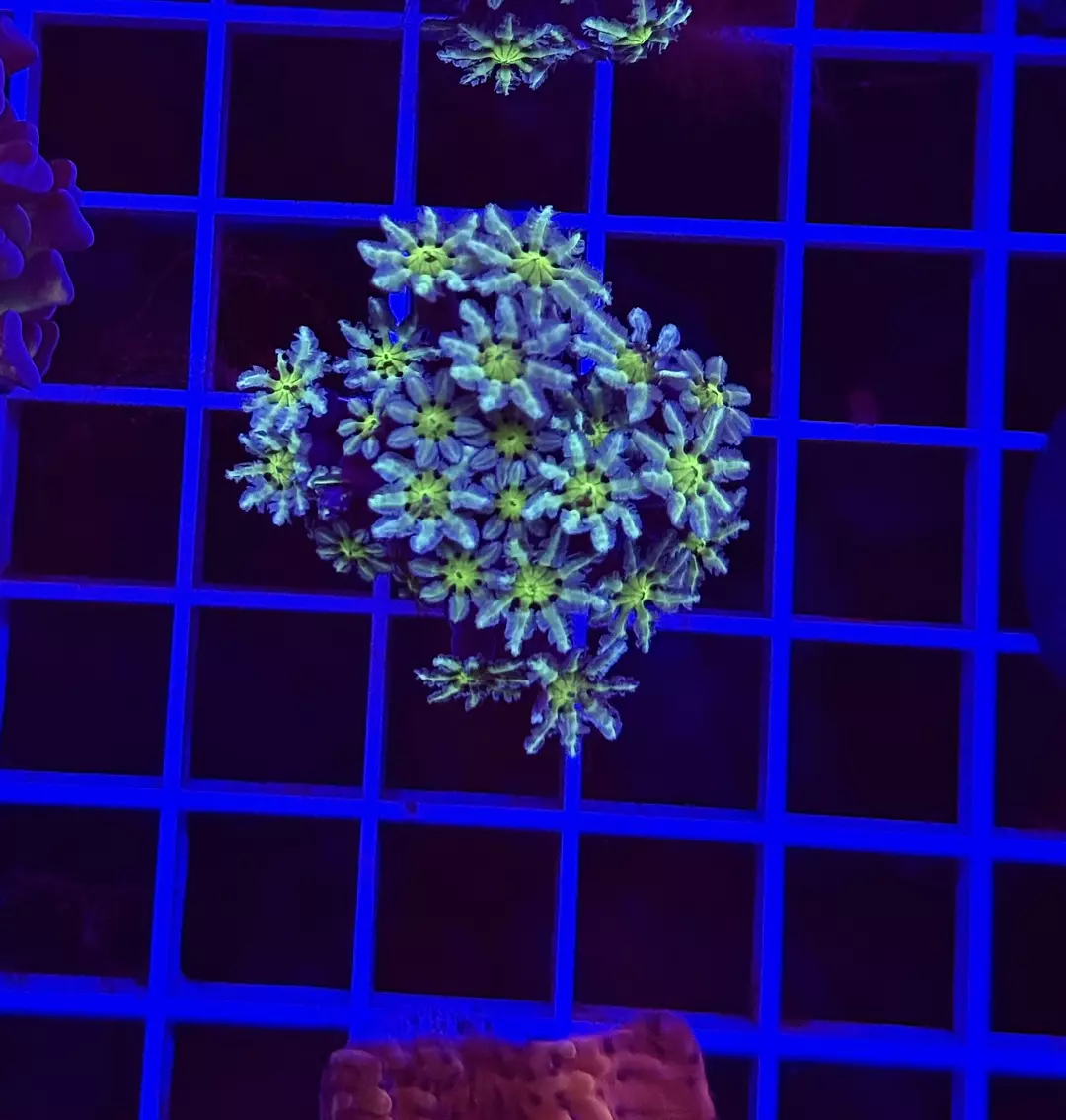 NON  WYSIWYG Pipe Organ Coral thumbnail