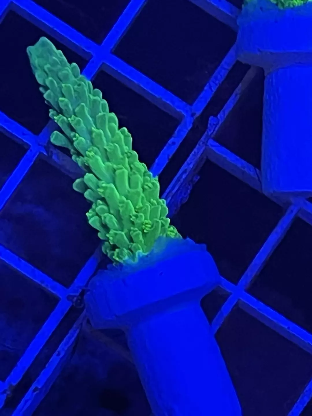 NON WYSIWYG Green Bali Slimmer thumbnail