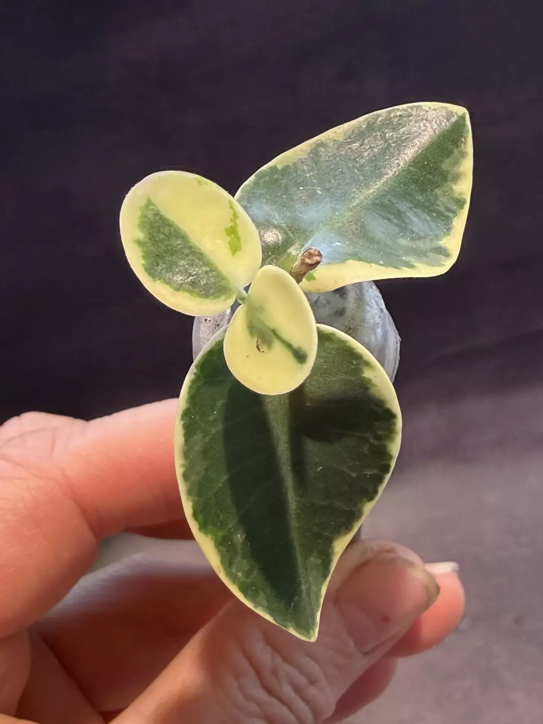 Hoya cummingiana albo lightly rooted thumbnail