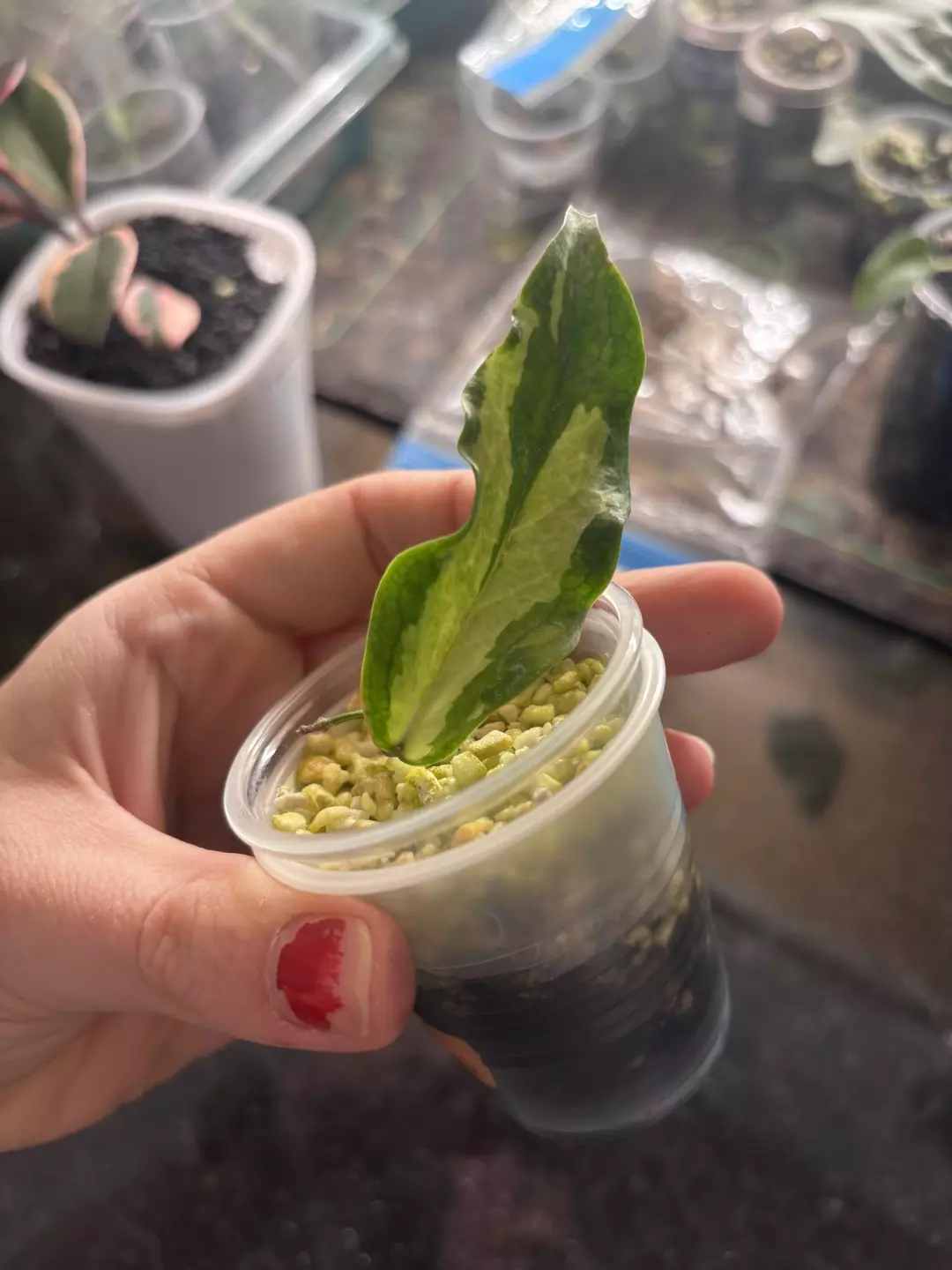 Hoya kenejiana inner var  thumbnail