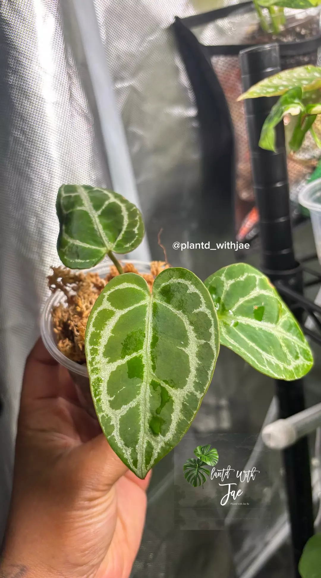 Anthurium Crystallinum silver  thumbnail