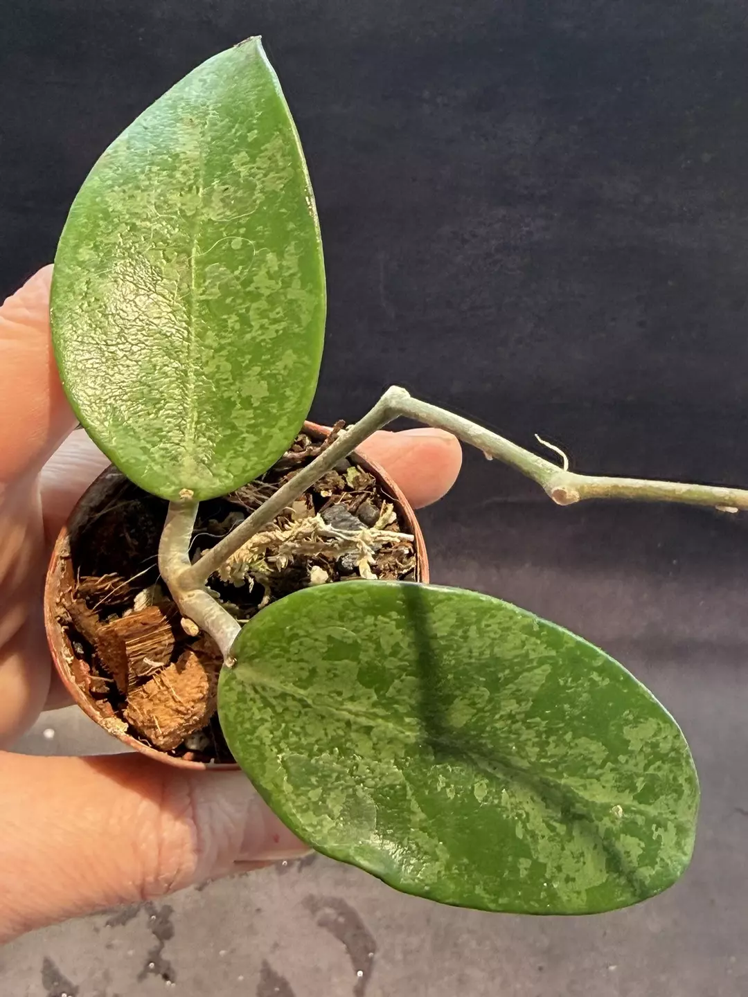 Hoya rime splash thumbnail