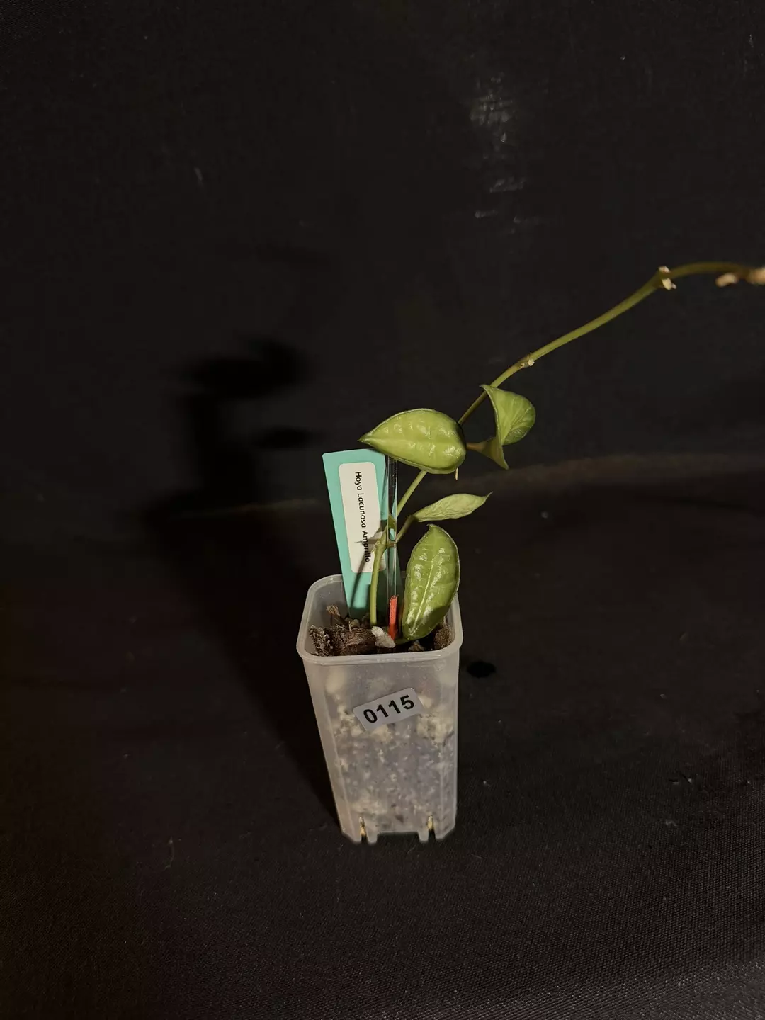 Hoya Lacunosa ‘Amarillo’ #0115 thumbnail