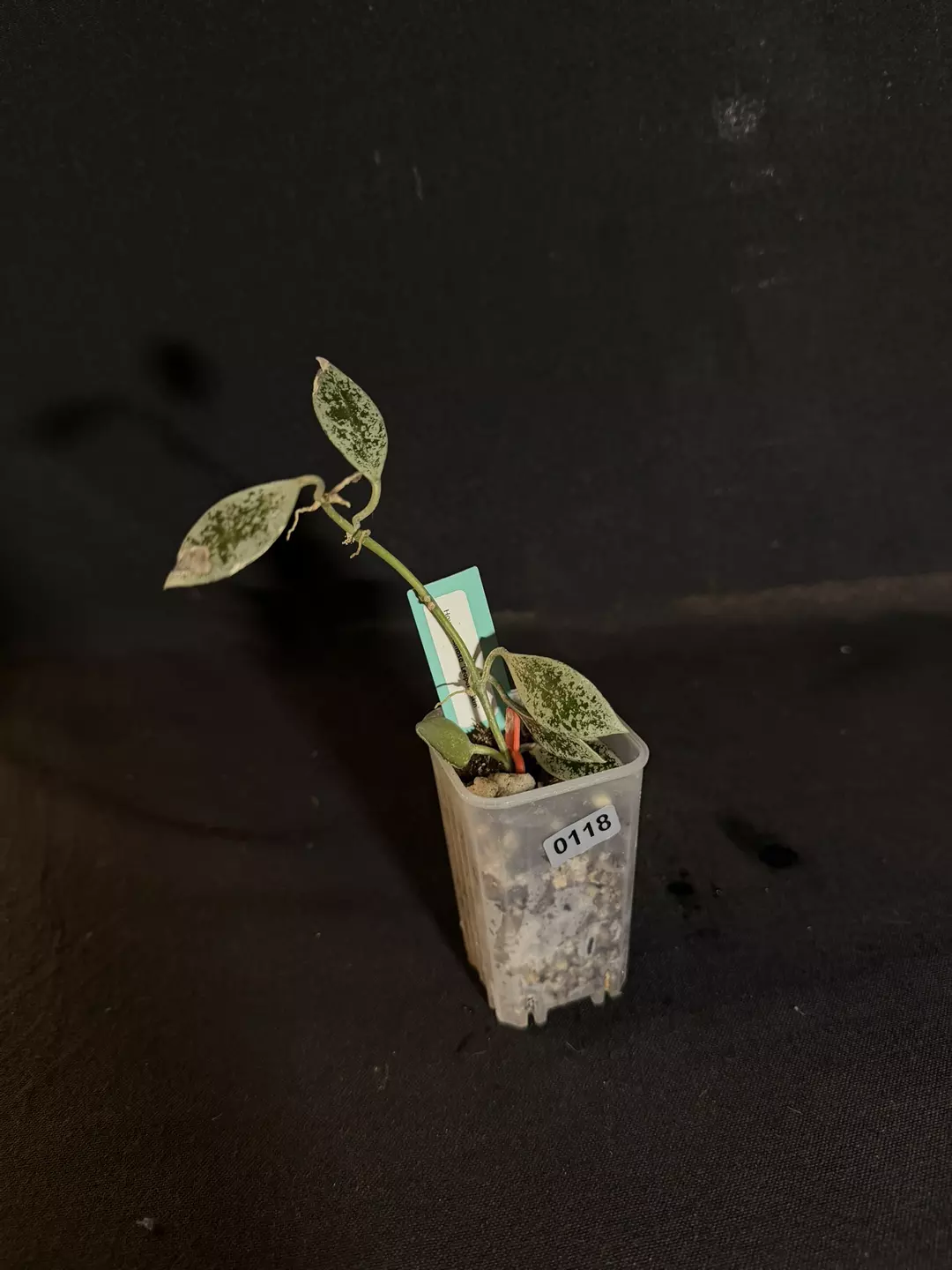 Hoya Leopard Skin #0118 thumbnail