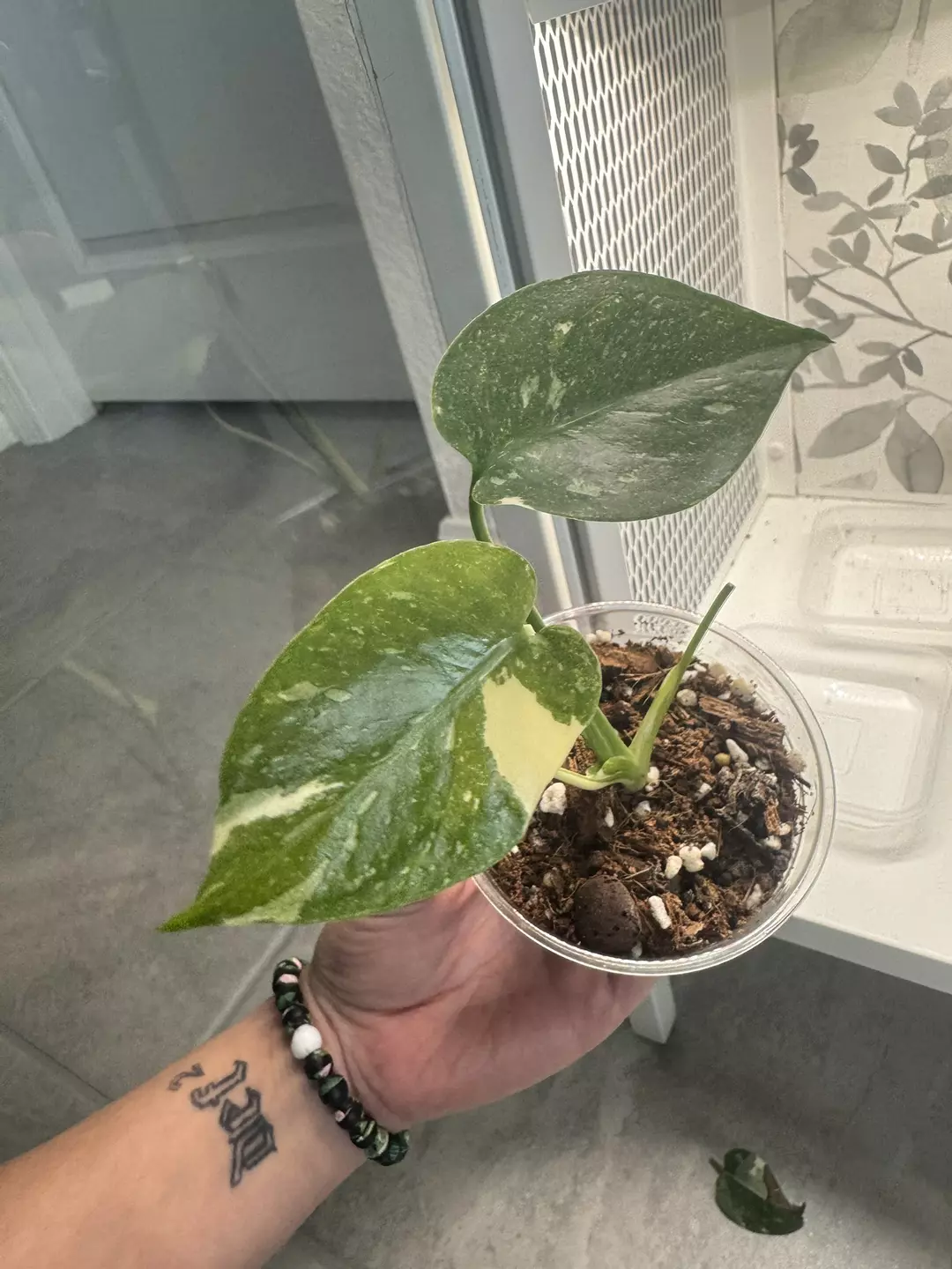 Monstera Thai Con ‘Crème Brûlée’ thumbnail