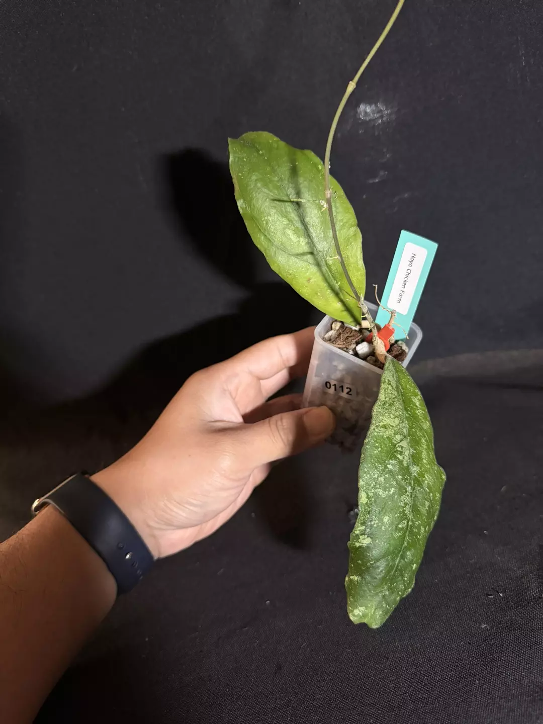 Hoya Chicken Farm #0112 thumbnail