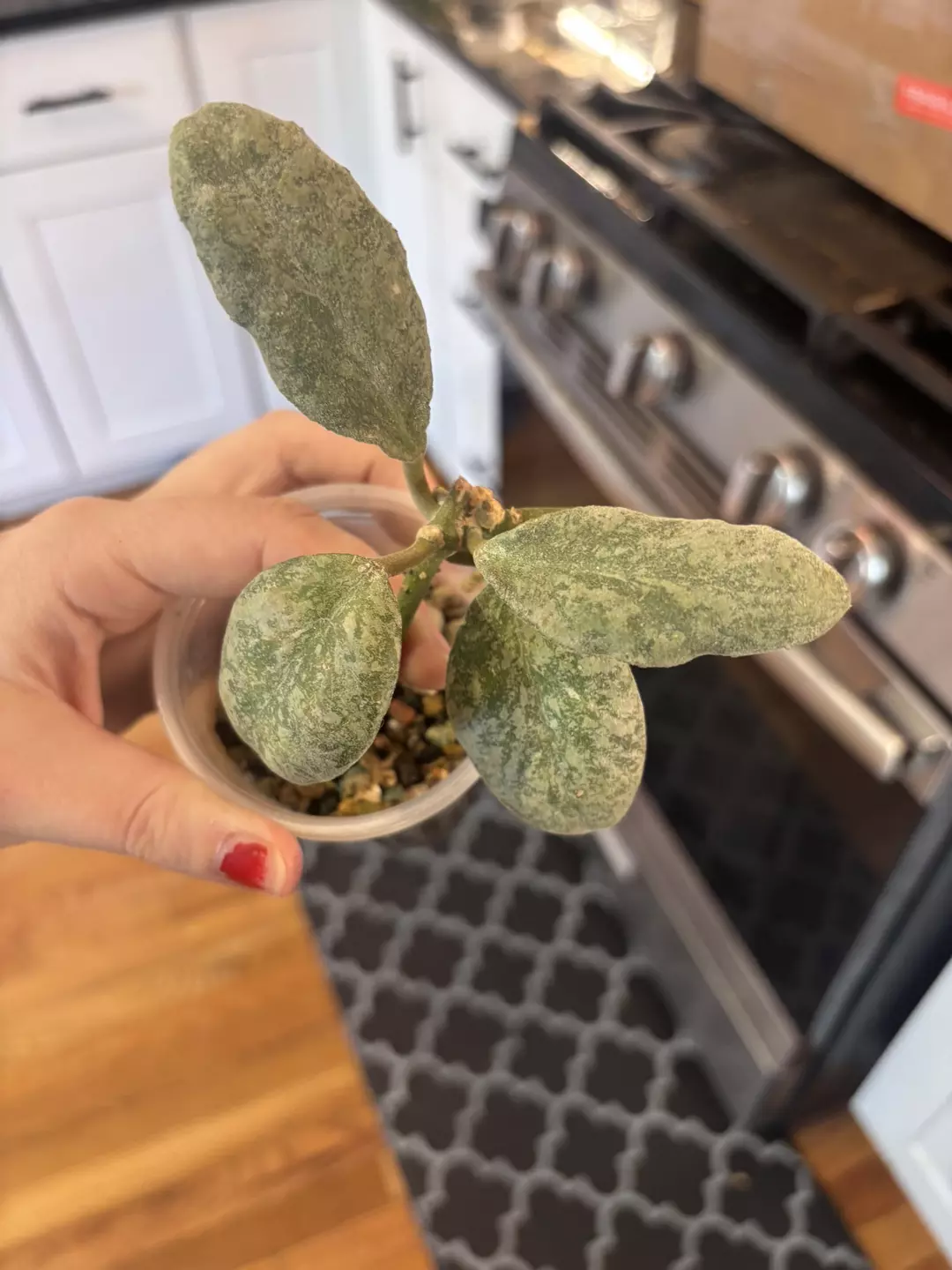 Hoya cloudy sky thumbnail