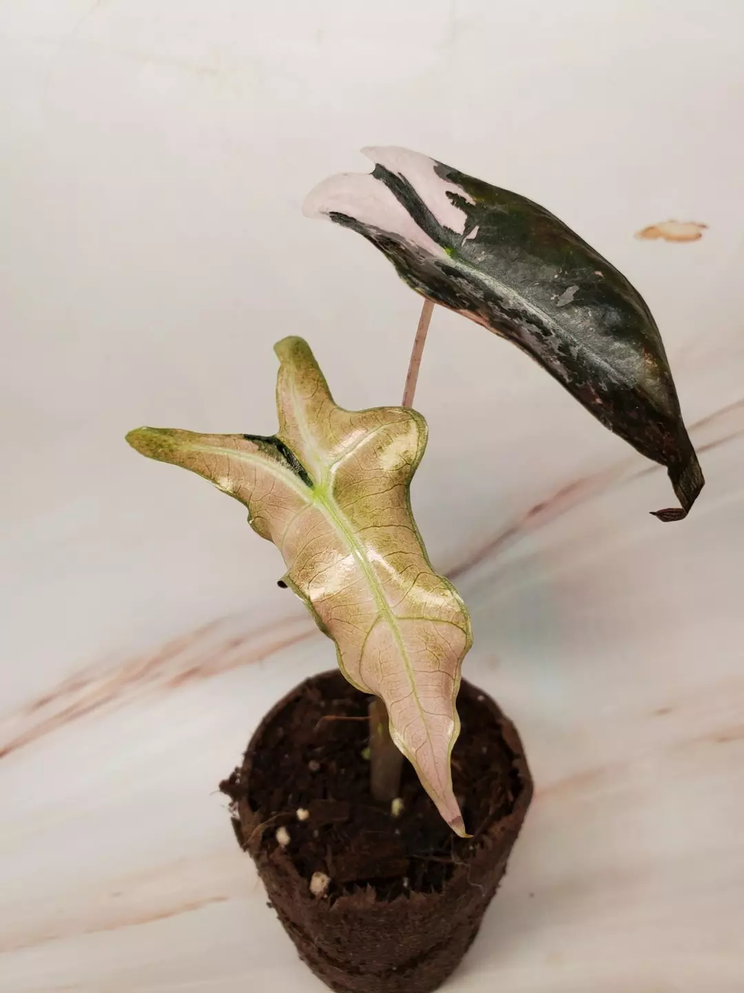 Pink Nobilis thumbnail